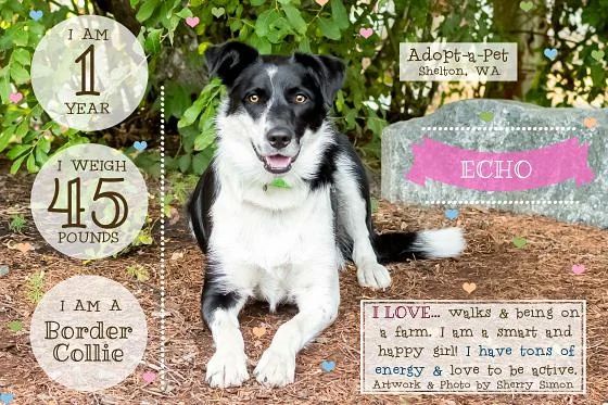 Meet ECHO!  She is a 1-year-old, 45#, Border Collie. Echo is a sweet young dog with a happy though reserved disposition.

Echo is a very smart herding dog. She has a lot of energy and would enjoy living on a farm with a nice fenced-in yard. Echo would do best as an only pet.  She has lived with horses in the past.  A secure fenced yard is required to keep her safe and happy.

Echo does alright with older kids 13+ kind and dog savvy and would fit in with an active family. She would benefit from a family who has time to dedicate to helping Echo with her leash manners. Do you think Echo sounds like everything you're looking for? Apply to adopt her today! She cannot wait to find her forever family!! 

*Border Collie experience is required*

If you have further questions, emails are the only method of communication at this time. We all care about the health of our 2-legged caregivers and the community at large, so as a precaution we have suspended our public open hours are by appointment only. We are still taking email inquiries and applications and will be in touch with you as soon as we are able. We appreciate everyone’s understanding during this difficult time! Stay Well!

CONTACT INFORMATION:

Email: adoptapetadoptions@gmail.com

Telephone: (360) 432-3091 OPTION 5