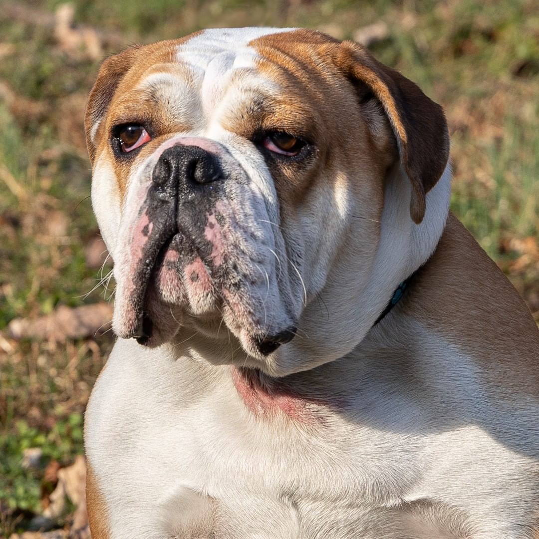 Meet Cooper an 11-month-old male English Bulldog/mix. This sweet boy was relinquished because his family could not give him the attention he deserves. Who could resist that beautiful mug? When he meets someone for the first time his whole body wags starting at the tip of his nose to the end of his stubby tail. 
__________________________
<a target='_blank' href='https://www.instagram.com/explore/tags/englishbulldog/'>#englishbulldog</a> <a target='_blank' href='https://www.instagram.com/explore/tags/bulldog/'>#bulldog</a> <a target='_blank' href='https://www.instagram.com/explore/tags/beautifulmug/'>#beautifulmug</a> <a target='_blank' href='https://www.instagram.com/explore/tags/pleaseadoptme/'>#pleaseadoptme</a>