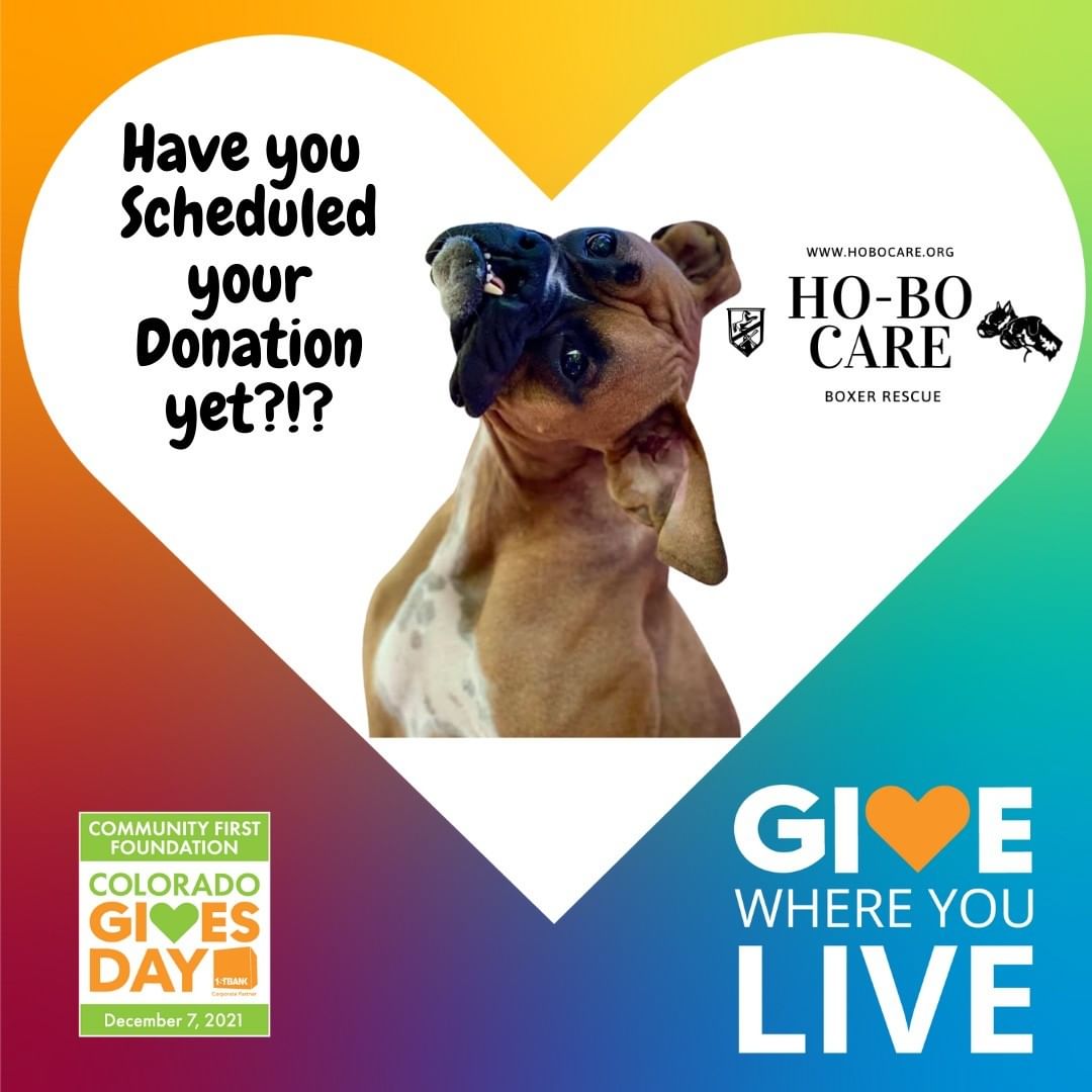 Have you scheduled your donation yet? @coloradogives <a target='_blank' href='https://www.instagram.com/explore/tags/CoGivesDay2021/'>#CoGivesDay2021</a> <a target='_blank' href='https://www.instagram.com/explore/tags/givewhereyoulive/'>#givewhereyoulive</a> <a target='_blank' href='https://www.instagram.com/explore/tags/hobocareboxerrescue/'>#hobocareboxerrescue</a> 
https://www.coloradogives.org/HoBoCareBoxerRescue/overview?step=step1