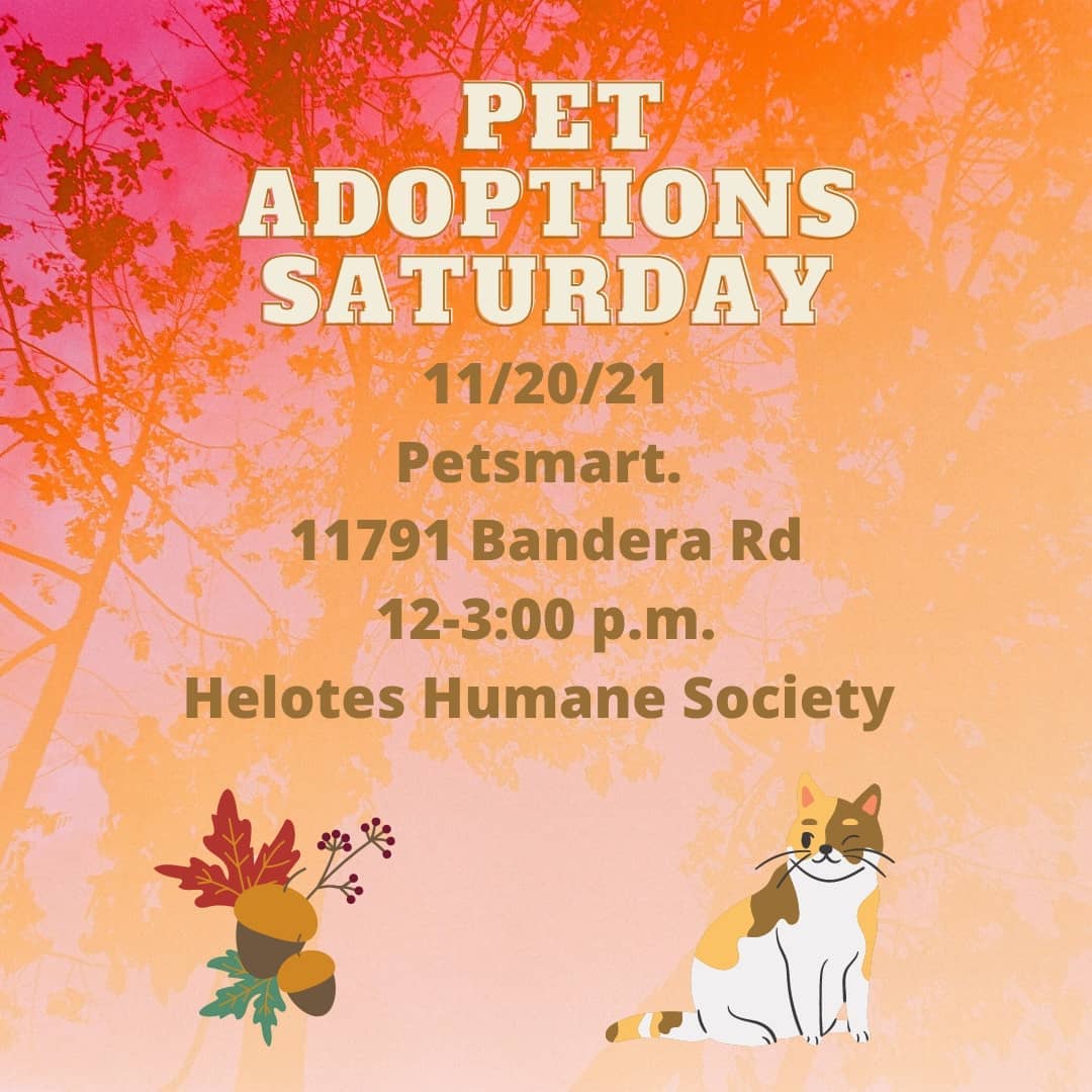 Come meet our loving, home raised cats and kittens today at Petsmart! 🐈🐈‍⬛
<a target='_blank' href='https://www.instagram.com/explore/tags/banderapointe/'>#banderapointe</a> <a target='_blank' href='https://www.instagram.com/explore/tags/petsmart/'>#petsmart</a> <a target='_blank' href='https://www.instagram.com/explore/tags/heloteshumane/'>#heloteshumane</a> <a target='_blank' href='https://www.instagram.com/explore/tags/helotestx/'>#helotestx</a> <a target='_blank' href='https://www.instagram.com/explore/tags/helotestexas/'>#helotestexas</a> <a target='_blank' href='https://www.instagram.com/explore/tags/helotes/'>#helotes</a> <a target='_blank' href='https://www.instagram.com/explore/tags/sanantoniopets/'>#sanantoniopets</a> <a target='_blank' href='https://www.instagram.com/explore/tags/adoptablepets/'>#adoptablepets</a> <a target='_blank' href='https://www.instagram.com/explore/tags/ilovecats/'>#ilovecats</a> <a target='_blank' href='https://www.instagram.com/explore/tags/adoptakitten/'>#adoptakitten</a>