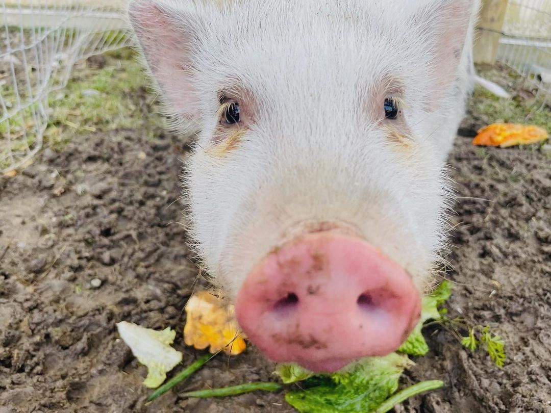 Baby Raymond update ! 
He’s not baby anymore ! 
Raymond is growing up into a handsome and big boy. He is becoming one of the friendliest pigs at the ranch and runs up to greet visitors.
This not so little spotted boy is still in search of his forever home! He would love a home with other pig friends to keep him company! <a target='_blank' href='https://www.instagram.com/explore/tags/waywardranchanimalsanctuary/'>#waywardranchanimalsanctuary</a> <a target='_blank' href='https://www.instagram.com/explore/tags/raymond/'>#raymond</a>