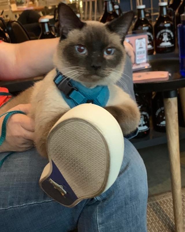 This handsome man is Tonk and he is waiting at Rocket City Craft Beer to find his furever home.  He will be here until 5pm accepting pets.

<a target='_blank' href='https://www.instagram.com/explore/tags/rescuecatsofinstagram/'>#rescuecatsofinstagram</a> <a target='_blank' href='https://www.instagram.com/explore/tags/huntsvilleal/'>#huntsvilleal</a> <a target='_blank' href='https://www.instagram.com/explore/tags/FFCR/'>#FFCR</a> <a target='_blank' href='https://www.instagram.com/explore/tags/rescue/'>#rescue</a> <a target='_blank' href='https://www.instagram.com/explore/tags/adoptdontshop/'>#adoptdontshop</a> <a target='_blank' href='https://www.instagram.com/explore/tags/tennesseevalley/'>#tennesseevalley</a> <a target='_blank' href='https://www.instagram.com/explore/tags/rescuecat/'>#rescuecat</a> <a target='_blank' href='https://www.instagram.com/explore/tags/felinefanciers/'>#felinefanciers</a> <a target='_blank' href='https://www.instagram.com/explore/tags/decaturalabama/'>#decaturalabama</a> <a target='_blank' href='https://www.instagram.com/explore/tags/athensalabama/'>#athensalabama</a> <a target='_blank' href='https://www.instagram.com/explore/tags/decatural/'>#decatural</a> <a target='_blank' href='https://www.instagram.com/explore/tags/madisonal/'>#madisonal</a> <a target='_blank' href='https://www.instagram.com/explore/tags/ffcr/'>#ffcr</a> <a target='_blank' href='https://www.instagram.com/explore/tags/madisonalabama/'>#madisonalabama</a> <a target='_blank' href='https://www.instagram.com/explore/tags/adopt/'>#adopt</a> <a target='_blank' href='https://www.instagram.com/explore/tags/athensal/'>#athensal</a> <a target='_blank' href='https://www.instagram.com/explore/tags/huntsvillealabama/'>#huntsvillealabama</a>