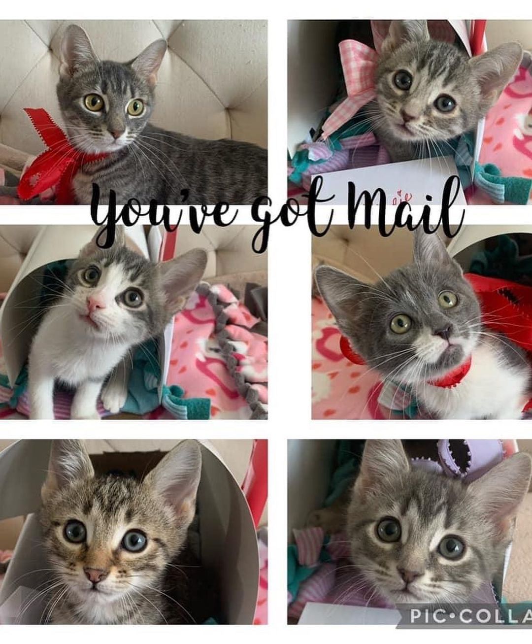 Foster Spotlight: Cindy J! 🔦

Cindy has been fostering kittens for VHS for about 8 years. She is always willing to take on a challenge, inluding large groups of kittens and sick kittens that need extra care and monitoring. In fact, she just took these snotty (yet adorable) creatures home this week (first two pictures). 

Beyond being a great kitten caretaker, Cindy is known for her adorable photo collages, which help her fosters find homes quickly once they're back at the shelter. Check out a few of her photoshoots above! 

Thanks, Cindy! You're a lifesaver! 👏👏👏

*None of the kittens in these photos are available for adoption, they are all Cindy's past fosters who have now been adopted!