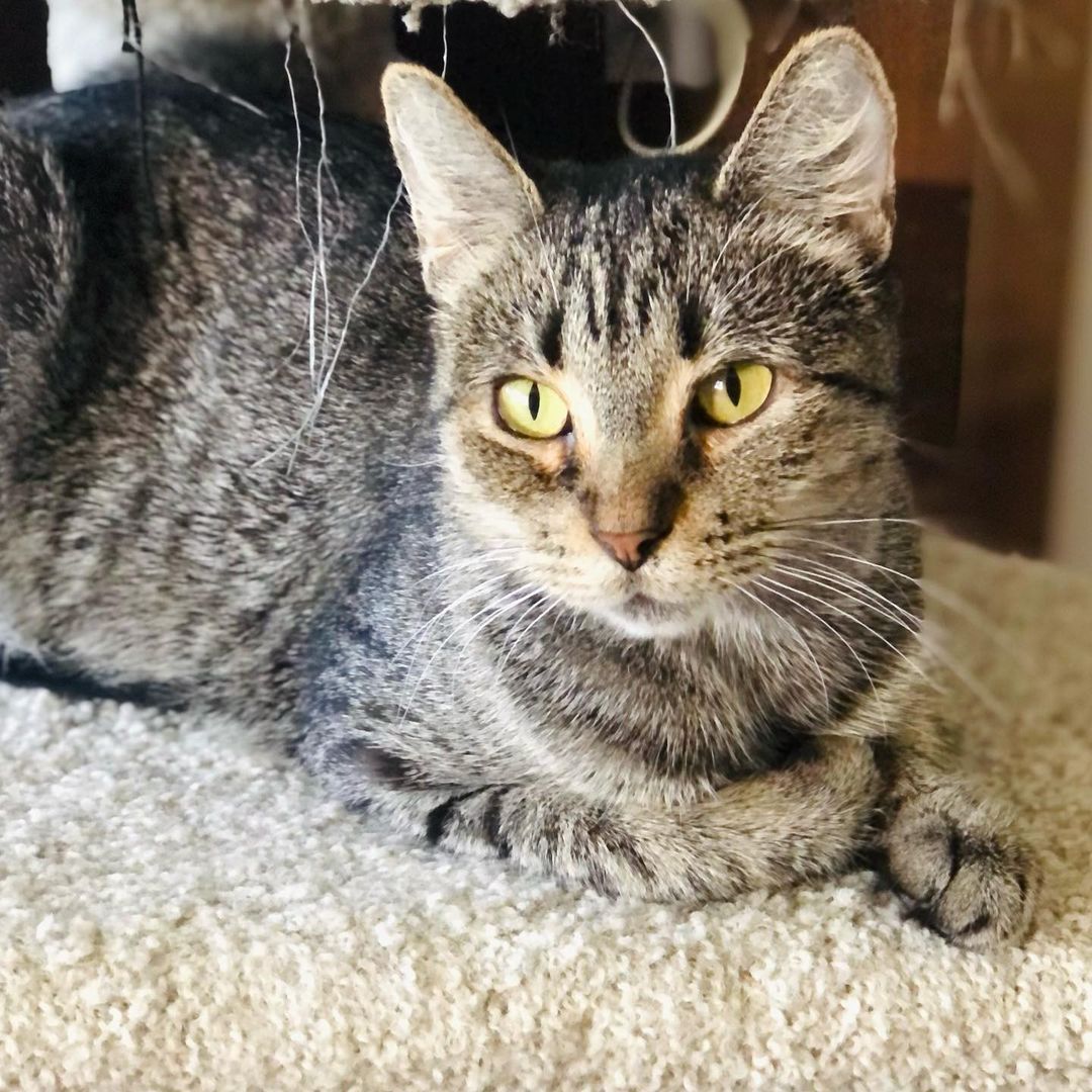 Hello- from Kia! 😻❤️😻

“I am a beauty inside and out. I took very good care of my babies and loved to play with them. They have all now been adopted - and now it’s MY turn!
I enjoy lounging around, getting all the pets I can and “chatting” with you. I will follow you around as I love to be around you. I am very friendly and loving.”

Mama Kia showed up at the warehouse of one of our foster’s work. She has a managed colony of fixed ferals there, but this friendly, social and sweet beauty definitely didn’t belong outside. It was too late when we found out she was pregnant and went and had her babies somewhere. Luckily for all of them they are now SAFE inside ! 

Kia is approximately 1 -2 years old, spayed, UTD on vax, combo tested negative and ready for her furrever people. She was introduced to her Foster’s cats and dogs and wasn’t a fan. So we are looking for a home for her where she will get to be the the queen of the house/only pet. 😺❤️
Adult cats need love too! 
Please share to help get this beauty adopted! 
.
.
.
.
.
.

.
.
,
.
.
.
,
<a target='_blank' href='https://www.instagram.com/explore/tags/adultcatsrule/'>#adultcatsrule</a><a target='_blank' href='https://www.instagram.com/explore/tags/tabbycat/'>#tabbycat</a><a target='_blank' href='https://www.instagram.com/explore/tags/tabbylife/'>#tabbylife</a><a target='_blank' href='https://www.instagram.com/explore/tags/mamacat/'>#mamacat</a><a target='_blank' href='https://www.instagram.com/explore/tags/caturdaycuties/'>#caturdaycuties</a><a target='_blank' href='https://www.instagram.com/explore/tags/caturday/'>#caturday</a>#<a target='_blank' href='https://www.instagram.com/explore/tags/instacatmeows/'>#instacatmeows</a><a target='_blank' href='https://www.instagram.com/explore/tags/topmeowdel/'>#topmeowdel</a><a target='_blank' href='https://www.instagram.com/explore/tags/sheltercats/'>#sheltercats</a><a target='_blank' href='https://www.instagram.com/explore/tags/catstagramcat/'>#catstagramcat</a><a target='_blank' href='https://www.instagram.com/explore/tags/topcatsclub/'>#topcatsclub</a><a target='_blank' href='https://www.instagram.com/explore/tags/meowfeature/'>#meowfeature</a><a target='_blank' href='https://www.instagram.com/explore/tags/huffpostgram/'>#huffpostgram</a><a target='_blank' href='https://www.instagram.com/explore/tags/sheltercat/'>#sheltercat</a><a target='_blank' href='https://www.instagram.com/explore/tags/adoptme/'>#adoptme</a><a target='_blank' href='https://www.instagram.com/explore/tags/tabbiesoftheworld/'>#tabbiesoftheworld</a><a target='_blank' href='https://www.instagram.com/explore/tags/tabbiesofig/'>#tabbiesofig</a>