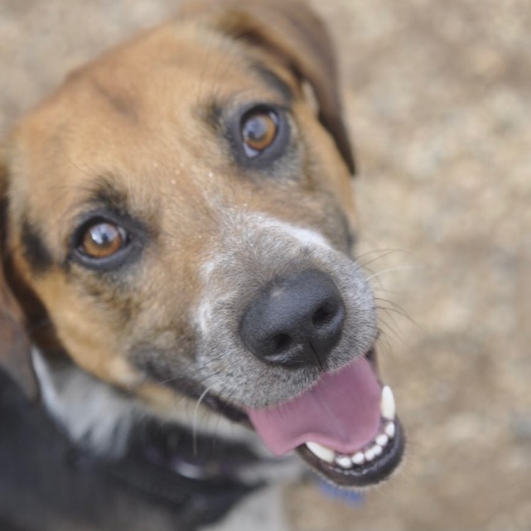 Theo is an almost five year old beagle mix. Theo may be small but he is full of personality! Theo is the perfect mix of play and hangout with his peeps. Theo has just started learning to make doggie friends and he thinks he likes it. Theo is still learning how to be the best boy he can be and will need a home where his people can work with him on that. Theo does have some on leash reactivity towards other dogs and minor resource guarding so he would do best in a home with teens and older. Theo has a prey drive and will chase cats, so a feline free home is needed. 

Theo is ready to bounce (he loves spikey bounce balls) with a waived adoption fee, crate, martingale, harness, leash, training treats and toys! Can't adopt? Theo would happily take a foster home while he waits on his furever home. Email us at adoptioncenter@homewardtrails.org

<a target='_blank' href='https://www.instagram.com/explore/tags/adoptdontshop/'>#adoptdontshop</a> <a target='_blank' href='https://www.instagram.com/explore/tags/homewardtrails/'>#homewardtrails</a> <a target='_blank' href='https://www.instagram.com/explore/tags/catsofinstagram/'>#catsofinstagram</a> <a target='_blank' href='https://www.instagram.com/explore/tags/dogsofinsta/'>#dogsofinsta</a> <a target='_blank' href='https://www.instagram.com/explore/tags/adoptionevent/'>#adoptionevent</a> <a target='_blank' href='https://www.instagram.com/explore/tags/cleartheshelters/'>#cleartheshelters</a> <a target='_blank' href='https://www.instagram.com/explore/tags/dogsofinstagram/'>#dogsofinstagram</a> <a target='_blank' href='https://www.instagram.com/explore/tags/animalrescue/'>#animalrescue</a> <a target='_blank' href='https://www.instagram.com/explore/tags/rescuedog/'>#rescuedog</a> <a target='_blank' href='https://www.instagram.com/explore/tags/dogsofinstagram/'>#dogsofinstagram</a> <a target='_blank' href='https://www.instagram.com/explore/tags/rescuedogsofinstagram/'>#rescuedogsofinstagram</a> <a target='_blank' href='https://www.instagram.com/explore/tags/dog/'>#dog</a> <a target='_blank' href='https://www.instagram.com/explore/tags/dogs/'>#dogs</a> <a target='_blank' href='https://www.instagram.com/explore/tags/dogstagram/'>#dogstagram</a> <a target='_blank' href='https://www.instagram.com/explore/tags/rescue/'>#rescue</a> <a target='_blank' href='https://www.instagram.com/explore/tags/instadog/'>#instadog</a> <a target='_blank' href='https://www.instagram.com/explore/tags/dogoftheday/'>#dogoftheday</a>  <a target='_blank' href='https://www.instagram.com/explore/tags/doglife/'>#doglife</a> <a target='_blank' href='https://www.instagram.com/explore/tags/doglover/'>#doglover</a> <a target='_blank' href='https://www.instagram.com/explore/tags/rescuedismyfavoritebreed/'>#rescuedismyfavoritebreed</a> <a target='_blank' href='https://www.instagram.com/explore/tags/doglovers/'>#doglovers</a> <a target='_blank' href='https://www.instagram.com/explore/tags/dogsofinsta/'>#dogsofinsta</a> <a target='_blank' href='https://www.instagram.com/explore/tags/doggo/'>#doggo</a> <a target='_blank' href='https://www.instagram.com/explore/tags/rescuedogs/'>#rescuedogs</a> <a target='_blank' href='https://www.instagram.com/explore/tags/muttsofinstagram/'>#muttsofinstagram</a> <a target='_blank' href='https://www.instagram.com/explore/tags/puppiesofinstagram/'>#puppiesofinstagram</a> <a target='_blank' href='https://www.instagram.com/explore/tags/ilovemydog/'>#ilovemydog</a> <a target='_blank' href='https://www.instagram.com/explore/tags/dogsofig/'>#dogsofig</a>