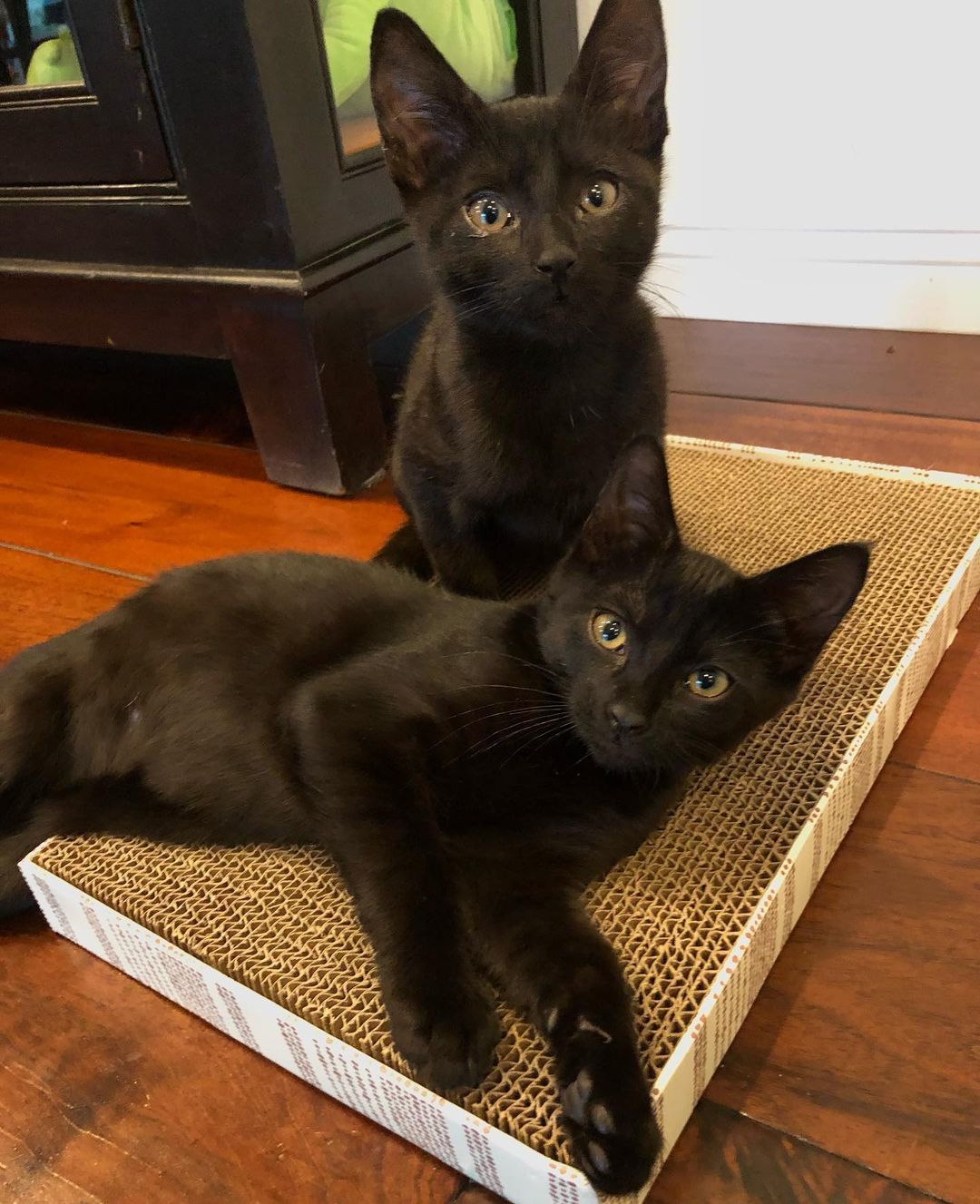 Chowder and Truffles are inseparable brothers  that were rescued from Carson Shelter at the final hour. They were just wee little ones when we rescued them. A few weeks after we got them they started to show signs of ringworm 😳🤦🏻‍♀️ so their adoption was delayed until they were cleared. Well- it’s time!! They are ready to go home! 🖤 All cleared and zero signs of any ringworm for awhile now. ❤️
These 2  spend all their time with their foster family and need a home where they can get lots of love because they want to be with people 24/7. Truffles is a lap
kitten that can never get enough affection. Chowder is crazy, silly and very chatty. They are also both great with the Foster’s adult cats. Anyone would be lucky to add them to their family ❤️
Approx DOB July 21.
.
.
,
,
,
,
.
.
<a target='_blank' href='https://www.instagram.com/explore/tags/carsonsheltersurvivor/'>#carsonsheltersurvivor</a><a target='_blank' href='https://www.instagram.com/explore/tags/littlepanthers/'>#littlepanthers</a><a target='_blank' href='https://www.instagram.com/explore/tags/blackkittensofig/'>#blackkittensofig</a><a target='_blank' href='https://www.instagram.com/explore/tags/minipanthers/'>#minipanthers</a> <a target='_blank' href='https://www.instagram.com/explore/tags/blackkittens/'>#blackkittens</a><a target='_blank' href='https://www.instagram.com/explore/tags/kittensofinstagram/'>#kittensofinstagram</a>もふもふ