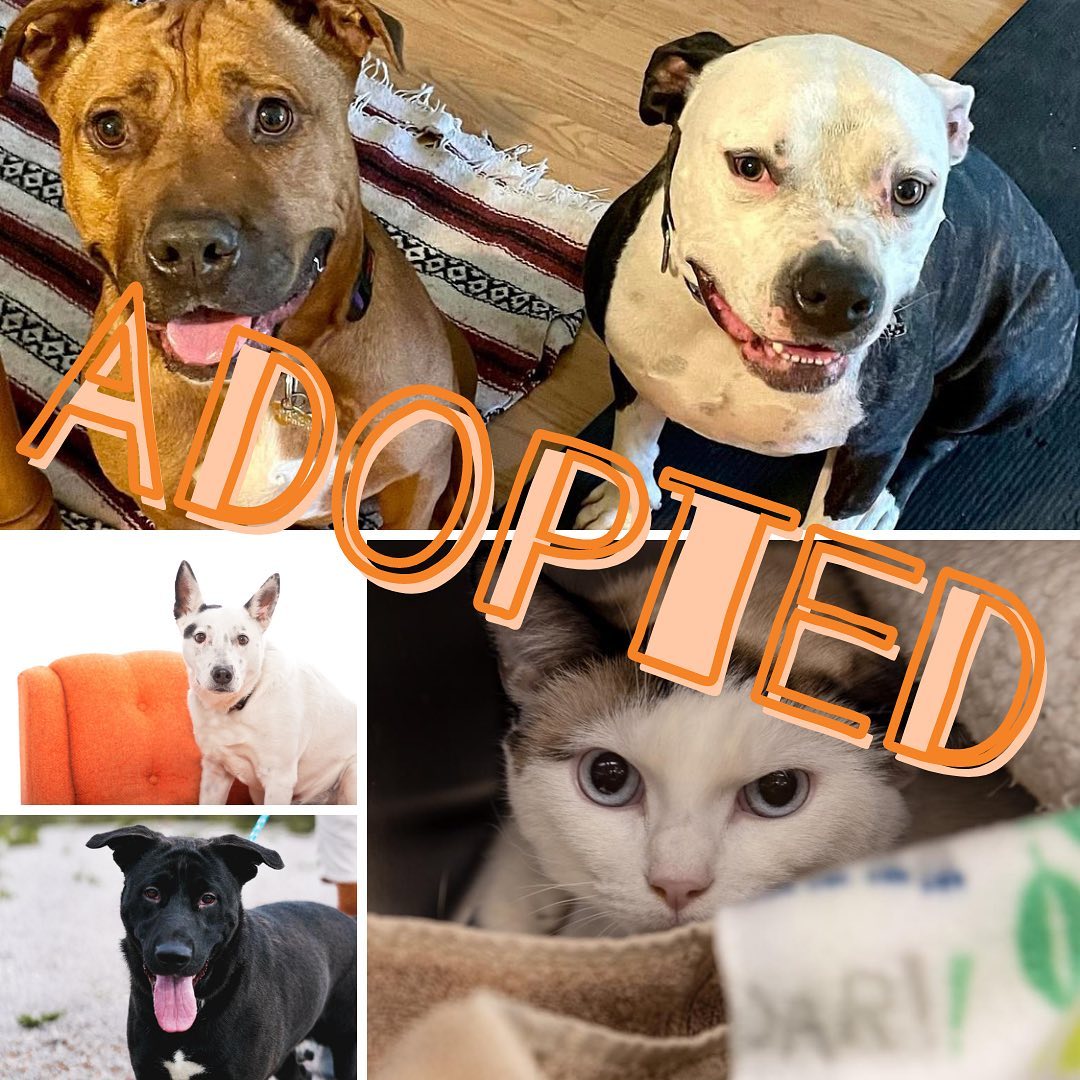 Let’s get the weekend started right by looking at the beautiful faces of some recently adopted pets! 🎉

<a target='_blank' href='https://www.instagram.com/explore/tags/BestFriendsLA/'>#BestFriendsLA</a> <a target='_blank' href='https://www.instagram.com/explore/tags/NKLA/'>#NKLA</a> <a target='_blank' href='https://www.instagram.com/explore/tags/adopt/'>#adopt</a> <a target='_blank' href='https://www.instagram.com/explore/tags/foster/'>#foster</a> <a target='_blank' href='https://www.instagram.com/explore/tags/rescue/'>#rescue</a>