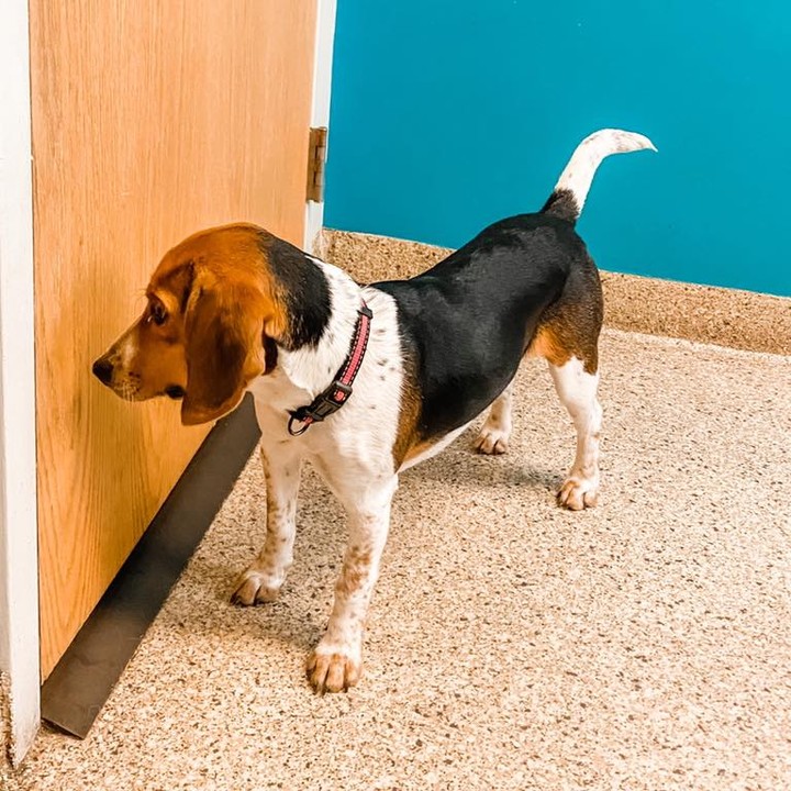 Welcome Audrey!

Name: Audrey
Breed: Beagle mix
Sex: Female, spayed
Estimated Birthdate: 12/18/2020
Size: Currently 20 pounds but is still growing.  She'll probably be small when full grown
Good With Kids: Unknown but most likely yes
Good With Cats: Unknown but probably not
Good With Dogs: Yes!
Housetrained: In progress
Crate Trained: In progress.  She doesn't go in willingly but is pretty quiet once she's in it
Recommended Environment: Audrey is a typical Beagle and needs to smell everything.  Her new family must be patient when walking her so she can stop and sniff everything.  Frequent walks are a must and she would love a fenced in yard to play in.  She loves meeting new people and other dogs.  A canine companion or frequent doggy play dates would be great.  She loves playing with her brother Calvin.
Additional Information: Audrey is working on her commands and listens well.  Consistency and positive reinforcement will be required in her continued training.  Since she is intelligent she will need mental stimulation, toys, and physical exercise to keep her engaged and out of trouble. 

In our Canine Inmate Program

Apply for Audrey here: https://www.adoptpetrescue.org/adoption-application/ 

<a target='_blank' href='https://www.instagram.com/explore/tags/rescuedogsofinstagram/'>#rescuedogsofinstagram</a> <a target='_blank' href='https://www.instagram.com/explore/tags/rescuedog/'>#rescuedog</a> <a target='_blank' href='https://www.instagram.com/explore/tags/rescuedismyfavoritebreed/'>#rescuedismyfavoritebreed</a> <a target='_blank' href='https://www.instagram.com/explore/tags/beaglesofinstagram/'>#beaglesofinstagram</a> <a target='_blank' href='https://www.instagram.com/explore/tags/beagle/'>#beagle</a> <a target='_blank' href='https://www.instagram.com/explore/tags/beaglehound/'>#beaglehound</a> <a target='_blank' href='https://www.instagram.com/explore/tags/adoptpetrescue/'>#adoptpetrescue</a> <a target='_blank' href='https://www.instagram.com/explore/tags/adoptdontshop/'>#adoptdontshop</a>