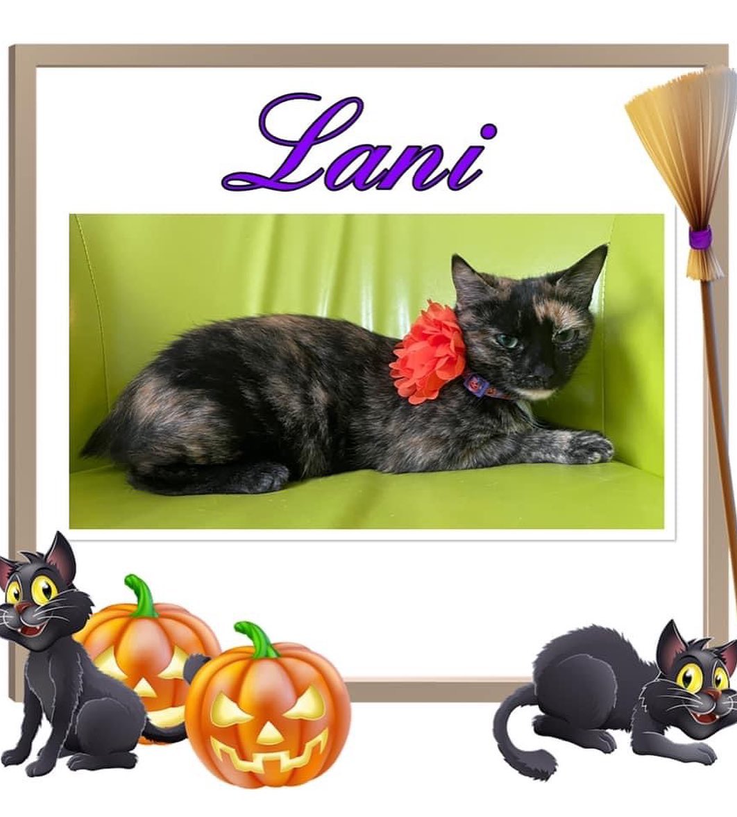 Lani is a sweet bobtail girl. She is one year old. She is very loving and gets along with other cats as long as they aren’t too bossy. Lani loves to play with toys and run around the house. She would love a home to lounge around with her human or be carried around from room to room. She is fostered in Athens,AL but willing to relocate anywhere for a purrfect home. If you’re interested in learning more or meeting her, just fill out a non-binding adoption application at FORrescue.net. Email info@FORrescue.net with any questions. 
<a target='_blank' href='https://www.instagram.com/explore/tags/lani/'>#lani</a> <a target='_blank' href='https://www.instagram.com/explore/tags/bobtail/'>#bobtail</a> <a target='_blank' href='https://www.instagram.com/explore/tags/rescuecat/'>#rescuecat</a> <a target='_blank' href='https://www.instagram.com/explore/tags/fostercat/'>#fostercat</a> <a target='_blank' href='https://www.instagram.com/explore/tags/cat/'>#cat</a> <a target='_blank' href='https://www.instagram.com/explore/tags/catsofinstagram/'>#catsofinstagram</a> <a target='_blank' href='https://www.instagram.com/explore/tags/adoptdontshop/'>#adoptdontshop</a> <a target='_blank' href='https://www.instagram.com/explore/tags/spayandneuter/'>#spayandneuter</a> <a target='_blank' href='https://www.instagram.com/explore/tags/friendsofrescue/'>#friendsofrescue</a> <a target='_blank' href='https://www.instagram.com/explore/tags/forrescue/'>#forrescue</a>