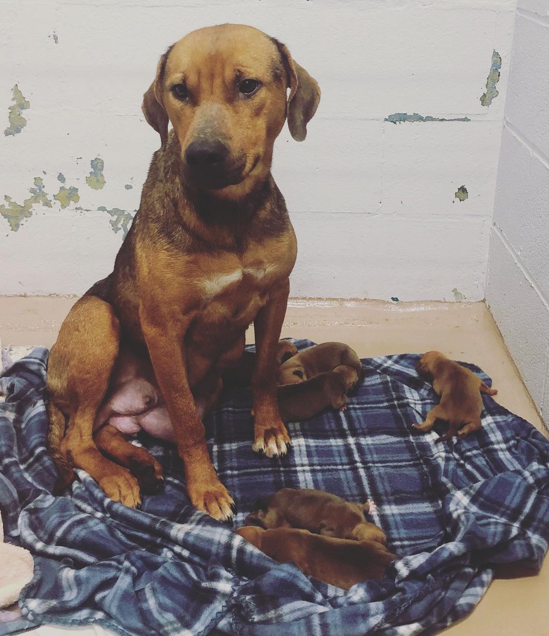 ❤️🐾 Foster needed! 🐾❤️ 
Meet Shirley and her 6 newborn babies! They are in need of a quiet foster home so Shirley can nurse and take care of her new little ones without the stress of the shelter environment. If you can open up your home to this little family, please give us a call or come down to the shelter ! Thank you! 
205-752-9101