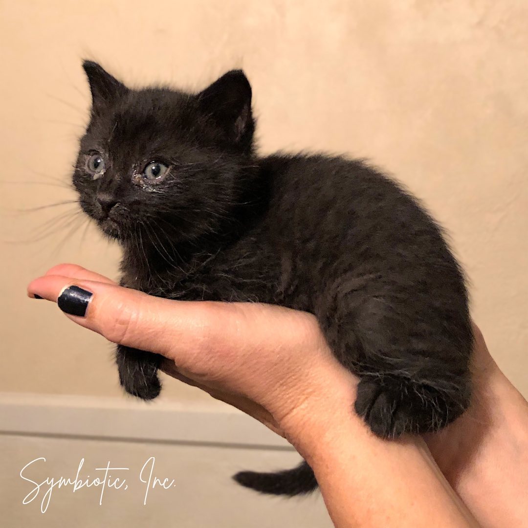 This just in….🐈‍⬛🐈‍⬛🐈‍⬛
.
Found in a local salvage yard, this little cutie arrived late last night and we’re already in love. <a target='_blank' href='https://www.instagram.com/explore/tags/babycatlove/'>#babycatlove</a> 
.
Aside from a little eye goop and a not-so-great appetite, this wee one is hanging in there. <a target='_blank' href='https://www.instagram.com/explore/tags/kittenlivesmatter/'>#kittenlivesmatter</a> 
.
We’re calling him Pony. Stay tuned!🐴 
.
.
<a target='_blank' href='https://www.instagram.com/explore/tags/symbioticsuffolk/'>#symbioticsuffolk</a> <a target='_blank' href='https://www.instagram.com/explore/tags/peacelovesloppyjoes/'>#peacelovesloppyjoes</a> <a target='_blank' href='https://www.instagram.com/explore/tags/akittencalledpony/'>#akittencalledpony</a>