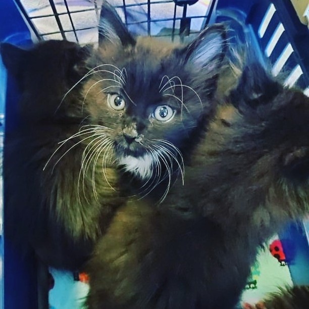 One of our foster babies coming in for a check-up.
No, this little isn't available yet but many more are.
You can make an appointment here (copy Paste)👇https://www.saveourcatsandkittens.com/visitus
<a target='_blank' href='https://www.instagram.com/explore/tags/socksfwb/'>#socksfwb</a> <a target='_blank' href='https://www.instagram.com/explore/tags/fostercare/'>#fostercare</a> <a target='_blank' href='https://www.instagram.com/explore/tags/whiskersfordays/'>#whiskersfordays</a>