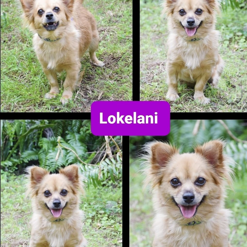 Adoptable pair, Lokelani Mama and Sarafina Daughter are Pomeranian Chihuahua mixes with loving personalities. They are 6 and 5 years old, 13 pounds and healthy. They had dental cleanings along with blood work,  exam, heartworm test, fecal test, ehrlichia & Lyme tests, microchip and spays. They are not good with cats or small children. They just don't like small children's fast moves. Please share and apply to adopt on our website at https://www.getalifepetrescue.com/galpr-info/adoptables.html