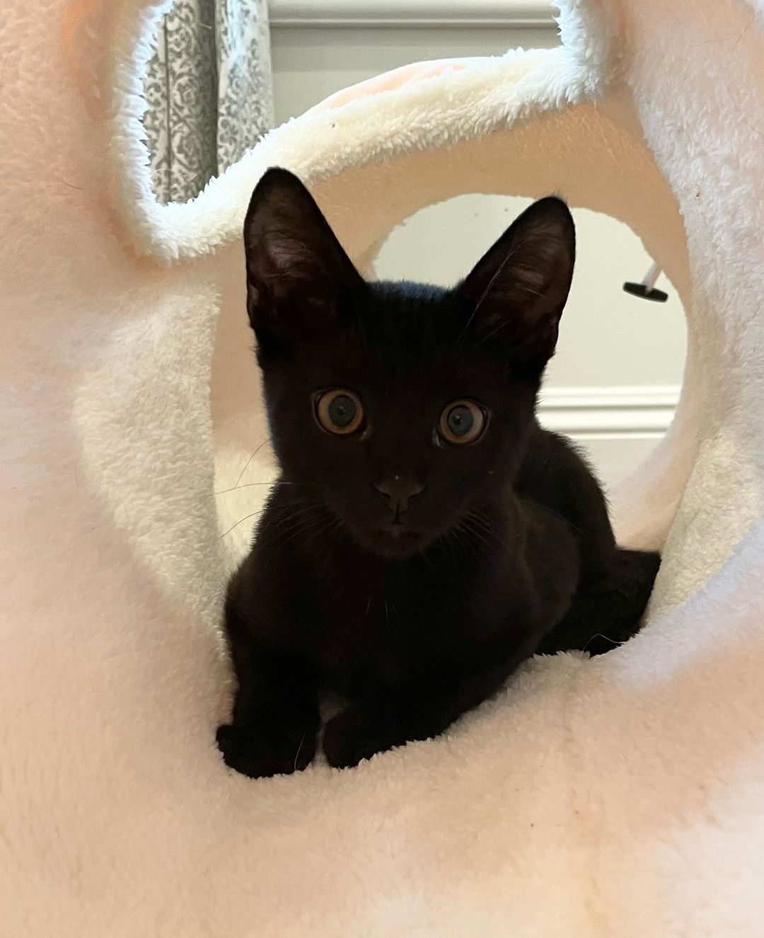 Chowder and Truffles are inseparable brothers  that were rescued from Carson Shelter at the final hour. They were just wee little ones when we rescued them. A few weeks after we got them they started to show signs of ringworm 😳🤦🏻‍♀️ so their adoption was delayed until they were cleared. Well- it’s time!! They are ready to go home! 🖤 All cleared and zero signs of any ringworm for awhile now. ❤️
These 2  spend all their time with their foster family and need a home where they can get lots of love because they want to be with people 24/7. Truffles is a lap
kitten that can never get enough affection. Chowder is crazy, silly and very chatty. They are also both great with the Foster’s adult cats. Anyone would be lucky to add them to their family ❤️
Approx DOB July 21.
.
.
,
,
,
,
.
.
<a target='_blank' href='https://www.instagram.com/explore/tags/carsonsheltersurvivor/'>#carsonsheltersurvivor</a><a target='_blank' href='https://www.instagram.com/explore/tags/littlepanthers/'>#littlepanthers</a><a target='_blank' href='https://www.instagram.com/explore/tags/blackkittensofig/'>#blackkittensofig</a><a target='_blank' href='https://www.instagram.com/explore/tags/minipanthers/'>#minipanthers</a> <a target='_blank' href='https://www.instagram.com/explore/tags/blackkittens/'>#blackkittens</a><a target='_blank' href='https://www.instagram.com/explore/tags/kittensofinstagram/'>#kittensofinstagram</a>もふもふ