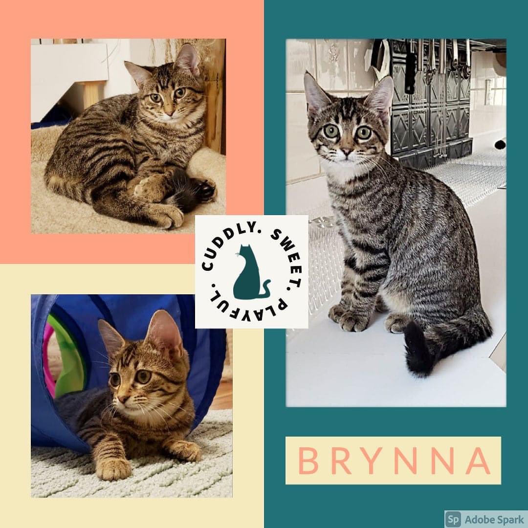 Brynna is a very pretty 4 month old TABBY SHORTHAIR DOMESTIC, who has large saucer shaped dark gold eyes and weighs 4 lbs.  She is spayed, up to date with distemper and rabies vaccines, tested felv/fiv negative, microchipped and has her claws.

At first she is leary of strangers and new situations, but boy, once you get past that, she is all about loving. She follows you around to see what you’re up to and maybe help, and begs for pets, ear stritches and as soon as you sit, she is in for the long haul to take a nap. She likes being picked up so she can get cuddles and kisses.

Being a typical kitten, she’s all about playing, wrestling, and running with other kittens. She also likes to play with fussy toys, laser pointers, pet activity center, crinkly tunnels, cardboard boxes, packing paper, chasing thrown ping pong balls across the basement floor, and hanging out in cat trees. She sleeps in our bed all night and cuddles up close so she can get her morning pets when we wake up.

Young children would be too much for her, and she will need to be adopted with another kitten, or there will need to be a younger cat/kitten already in the home,  She is in fostercare with Byron and Leyna, and gets along well with both, if you need a 2nd kitten. 

FOSTERED IN CAMPBELLSPORT, WI.