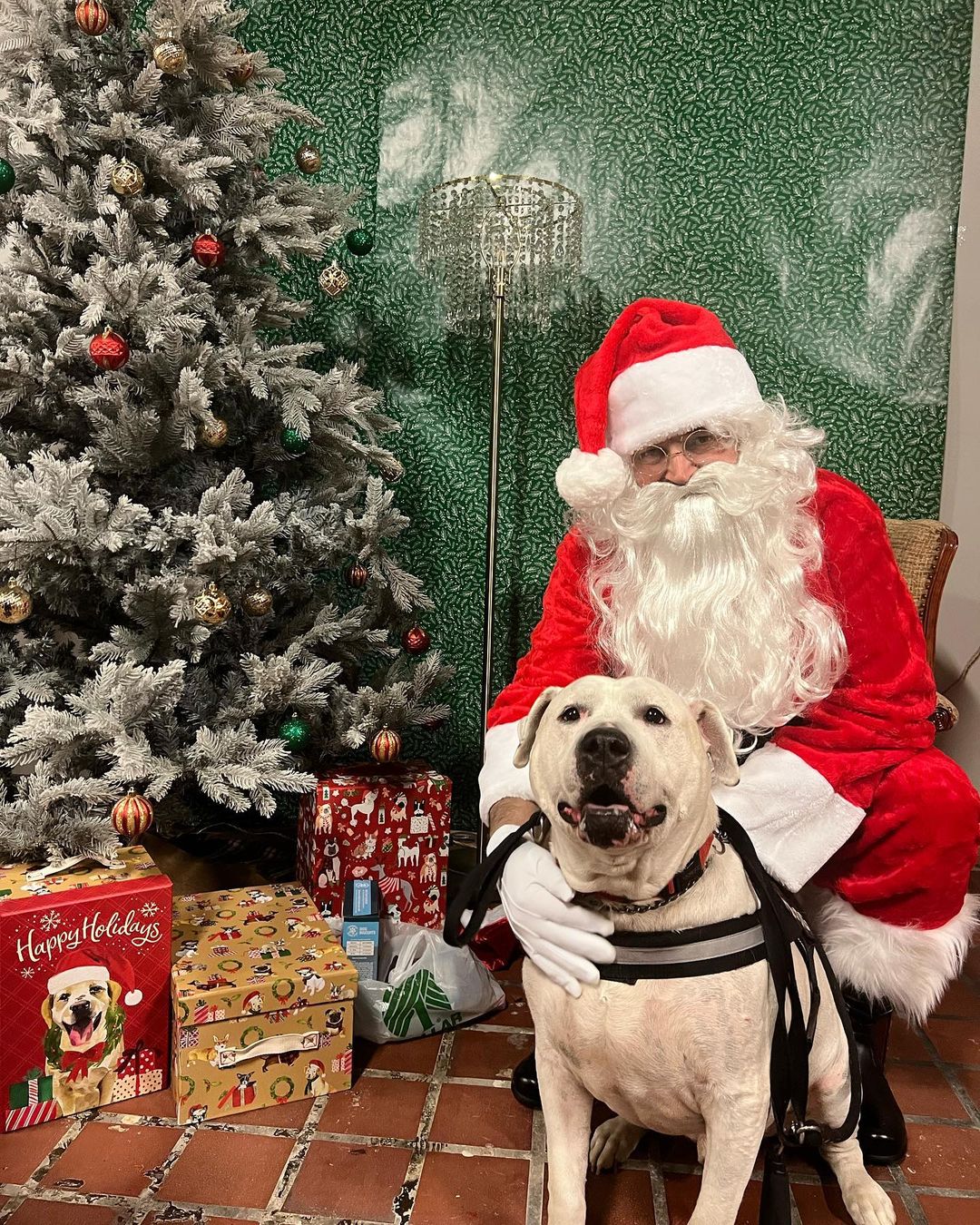 A huge thank you to everyone who came out to our PITures with Santa event on Thursday! We loved seeing all these amazing pups and kitties! <a target='_blank' href='https://www.instagram.com/explore/tags/applevalleypitcrew/'>#applevalleypitcrew</a>🐶🍎 <a target='_blank' href='https://www.instagram.com/explore/tags/AVPC/'>#AVPC</a> <a target='_blank' href='https://www.instagram.com/explore/tags/PitCrew/'>#PitCrew</a> <a target='_blank' href='https://www.instagram.com/explore/tags/pitbullsofinstagram/'>#pitbullsofinstagram</a> <a target='_blank' href='https://www.instagram.com/explore/tags/RescueandRedemption/'>#RescueandRedemption</a> <a target='_blank' href='https://www.instagram.com/explore/tags/adoptdontshop/'>#adoptdontshop</a> <a target='_blank' href='https://www.instagram.com/explore/tags/pitbullove/'>#pitbullove</a> <a target='_blank' href='https://www.instagram.com/explore/tags/pitbull/'>#pitbull</a> <a target='_blank' href='https://www.instagram.com/explore/tags/spreadtherumer/'>#spreadtherumer</a> <a target='_blank' href='https://www.instagram.com/explore/tags/rescueismyfavoritebreed/'>#rescueismyfavoritebreed</a> <a target='_blank' href='https://www.instagram.com/explore/tags/dontbullymybreed/'>#dontbullymybreed</a> <a target='_blank' href='https://www.instagram.com/explore/tags/thecrew/'>#thecrew</a>