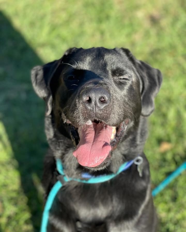 Hi!! I’m Gavin!! I’m a big boy (76 pounds) who just wants to play and get good ear rubs! I tell my foster mom every morning that she doesn’t need to go to work and she can stay home with me instead, but she keeps going to work! I’m a good boy in my kennel and sleep while she’s gone so I have plenty of energy to play when she gets home! I love walking with my foster sister and I’m getting better at my leash etiquette! The best part is when we get to go to the dog park after our walk and we get to run and play! Will you adopt me? I really want to go to this “forever home” my foster mom keeps telling me that I’ll get! I hope it’s a place with lots of room to play fetch and get lots of ear rubs! (Did I mention I like ear rubs?!)

If you'd like to apply to adopt and are within 250 miles of Lake Placid, NY, please visit our website: 
https://www.joshuafundrescue.org/adoptioninfo

❤️ The Joshua Fund Dog Rescue is a registered 501(c)(3) nonprofit organization. We are an all-volunteer organization and rely solely on donations to save dogs like this from high-kill shelters and put them in forever homes. Thank you for helping us save lives! ⁠❤️
-
-
-
<a target='_blank' href='https://www.instagram.com/explore/tags/joshuafunddogs/'>#joshuafunddogs</a> <a target='_blank' href='https://www.instagram.com/explore/tags/rescue/'>#rescue</a> <a target='_blank' href='https://www.instagram.com/explore/tags/rescuedogs/'>#rescuedogs</a> <a target='_blank' href='https://www.instagram.com/explore/tags/rescuedogsofinstagram/'>#rescuedogsofinstagram</a> <a target='_blank' href='https://www.instagram.com/explore/tags/rescuedisthebestbreed/'>#rescuedisthebestbreed</a> <a target='_blank' href='https://www.instagram.com/explore/tags/adoptdontshop/'>#adoptdontshop</a> <a target='_blank' href='https://www.instagram.com/explore/tags/dogsofinstagram/'>#dogsofinstagram</a> <a target='_blank' href='https://www.instagram.com/explore/tags/doglovers/'>#doglovers</a> <a target='_blank' href='https://www.instagram.com/explore/tags/adoptadog/'>#adoptadog</a> <a target='_blank' href='https://www.instagram.com/explore/tags/loveofdogs/'>#loveofdogs</a> <a target='_blank' href='https://www.instagram.com/explore/tags/nonprofit/'>#nonprofit</a> <a target='_blank' href='https://www.instagram.com/explore/tags/dogs/'>#dogs</a> <a target='_blank' href='https://www.instagram.com/explore/tags/shelterdog/'>#shelterdog</a> <a target='_blank' href='https://www.instagram.com/explore/tags/mansbestfriend/'>#mansbestfriend</a> <a target='_blank' href='https://www.instagram.com/explore/tags/petadoption/'>#petadoption</a> <a target='_blank' href='https://www.instagram.com/explore/tags/adoptme/'>#adoptme</a> <a target='_blank' href='https://www.instagram.com/explore/tags/dogoftheday/'>#dogoftheday</a> <a target='_blank' href='https://www.instagram.com/explore/tags/shelterdog/'>#shelterdog</a> <a target='_blank' href='https://www.instagram.com/explore/tags/rescuepetsofinstagram/'>#rescuepetsofinstagram</a> <a target='_blank' href='https://www.instagram.com/explore/tags/fosterdog/'>#fosterdog</a> <a target='_blank' href='https://www.instagram.com/explore/tags/fosterdogsofinstagram/'>#fosterdogsofinstagram</a> <a target='_blank' href='https://www.instagram.com/explore/tags/labsofinstagram/'>#labsofinstagram</a> <a target='_blank' href='https://www.instagram.com/explore/tags/labradorretriever/'>#labradorretriever</a>