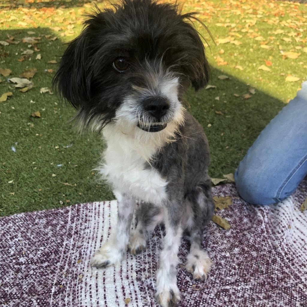 Matty is currently available for adoption and he wanted to tell you that today is our biggest Pet Food Pantry distribution event of the year! If you're in need of some extra help this holiday season, please come by and get some food for your pet(s). We'll also have cat litter, toys, treats, and various other supplies available to gift your pet this holiday season! Event is from 3-5 pm, walk-up or drive-thru. More details at http://www.parl.org <a target='_blank' href='https://www.instagram.com/explore/tags/PetFoodPantry/'>#PetFoodPantry</a> <a target='_blank' href='https://www.instagram.com/explore/tags/ProvidenceRI/'>#ProvidenceRI</a>