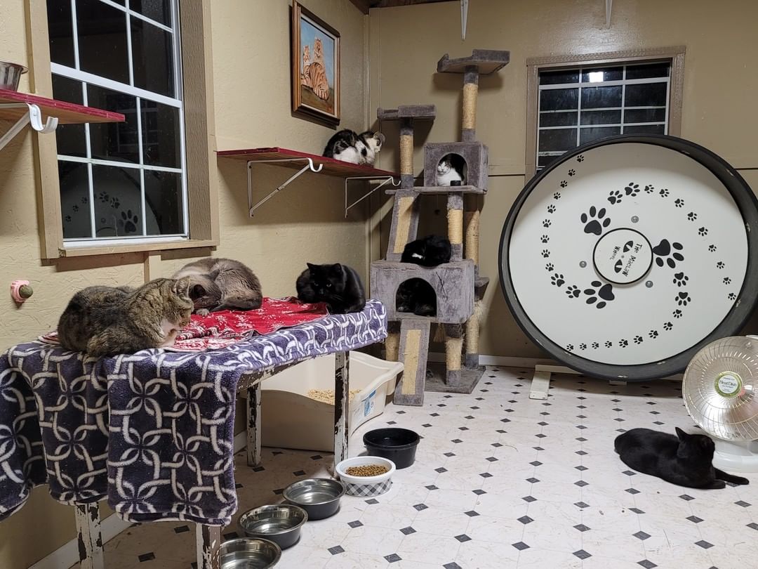 Sitting here in one of our kitty cottages, looking at this ginormous cat wheel! We just now finally had the opportunity to set it up. This beauty was donated to us by a super nice lady that likes to be anonymous! We love it and want to thank her again for this amazing gift!
So far everyone seems to be to lazy for exercise! We will have to work on that! But in their defense, it is sorta bedtime right!? They all went to check it out but i think i have to show them how it works lol.
Kim has one at home for her fosters (not as fancy as ours 😜) but her kitties love it! So i am thinking these guys will too after they figure it out!
Maybe i will sprinkle some catnip on it tomorrow? Thoughts? 

<a target='_blank' href='https://www.instagram.com/explore/tags/justcareanimalrescue/'>#justcareanimalrescue</a> <a target='_blank' href='https://www.instagram.com/explore/tags/coolestcatwheelever/'>#coolestcatwheelever</a> <a target='_blank' href='https://www.instagram.com/explore/tags/kittyexercisewheel/'>#kittyexercisewheel</a> <a target='_blank' href='https://www.instagram.com/explore/tags/catexercise/'>#catexercise</a> <a target='_blank' href='https://www.instagram.com/explore/tags/catrescue/'>#catrescue</a> <a target='_blank' href='https://www.instagram.com/explore/tags/savethemall/'>#savethemall</a>