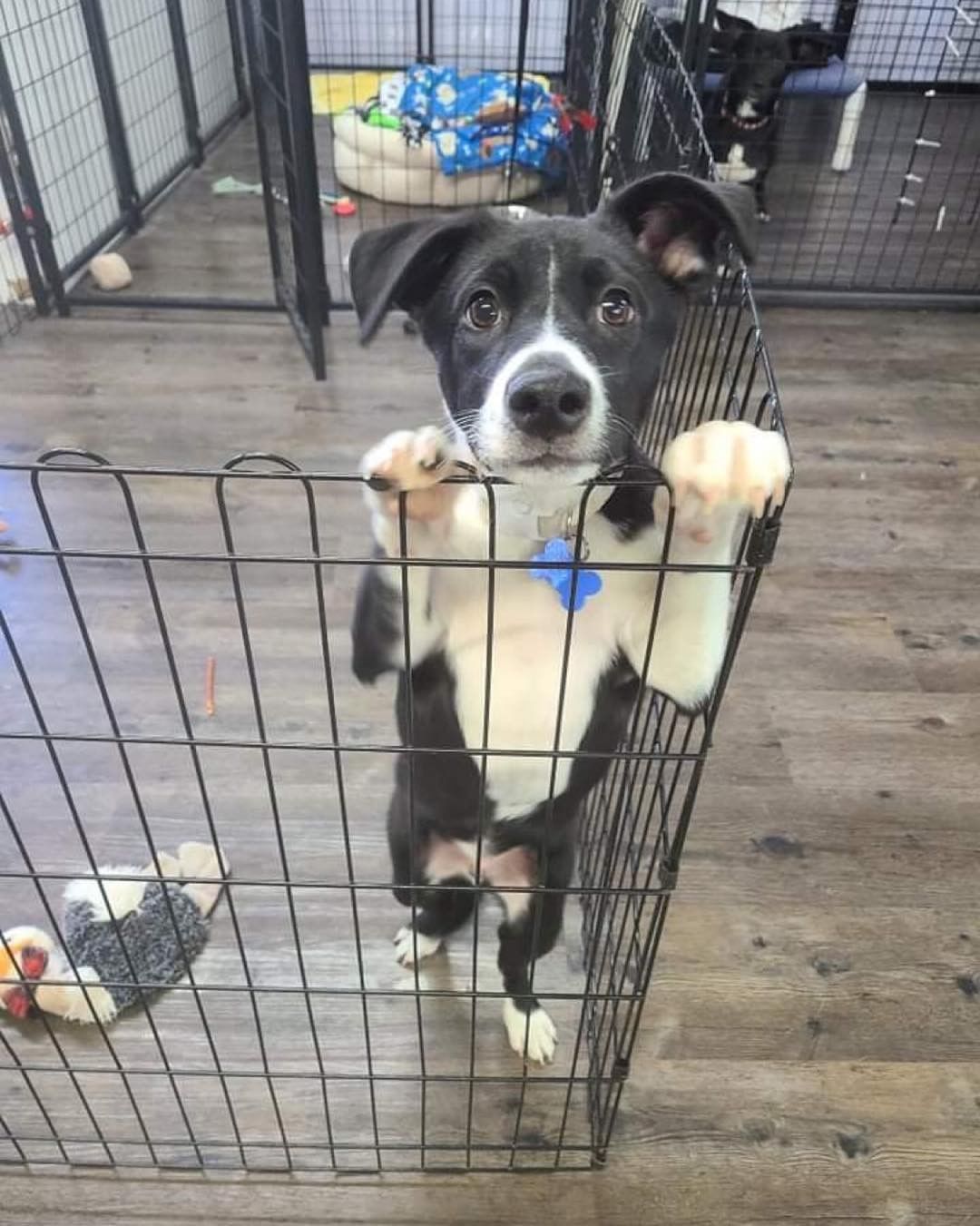 Jacko is wondering why he hasn’t been adopted yet. He came in with a litter of 11! And all of his siblings have found their fur-ever homes except for him. 😩

Come meet Jacko tonight at our open house. From 4:30-6:30 at RSQ adoption center. 

1838 w 1020n UNIT B
St. George, Ut. 84770

rsqutah.org