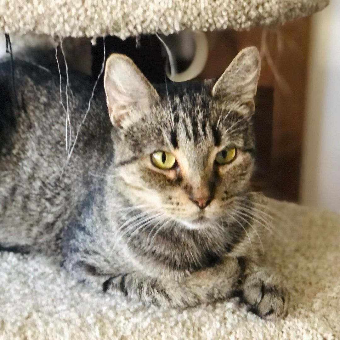 Hello- from Kia! 😻❤️😻

“I am a beauty inside and out. I took very good care of my babies and loved to play with them. They have all now been adopted - and now it’s MY turn!
I enjoy lounging around, getting all the pets I can and “chatting” with you. I will follow you around as I love to be around you. I am very friendly and loving.”

Mama Kia showed up at the warehouse of one of our foster’s work. She has a managed colony of fixed ferals there, but this friendly, social and sweet beauty definitely didn’t belong outside. It was too late when we found out she was pregnant and went and had her babies somewhere. Luckily for all of them they are now SAFE inside ! 

Kia is approximately 1 -2 years old, spayed, UTD on vax, combo tested negative and ready for her furrever people. She was introduced to her Foster’s cats and dogs and wasn’t a fan. So we are looking for a home for her where she will get to be the the queen of the house/only pet. 😺❤️
Adult cats need love too! 
Please share to help get this beauty adopted! 
.
.
.
.
.
.

.
.
,
.
.
.
,
<a target='_blank' href='https://www.instagram.com/explore/tags/adultcatsrule/'>#adultcatsrule</a><a target='_blank' href='https://www.instagram.com/explore/tags/tabbycat/'>#tabbycat</a><a target='_blank' href='https://www.instagram.com/explore/tags/tabbylife/'>#tabbylife</a><a target='_blank' href='https://www.instagram.com/explore/tags/mamacat/'>#mamacat</a><a target='_blank' href='https://www.instagram.com/explore/tags/caturdaycuties/'>#caturdaycuties</a><a target='_blank' href='https://www.instagram.com/explore/tags/caturday/'>#caturday</a>#<a target='_blank' href='https://www.instagram.com/explore/tags/instacatmeows/'>#instacatmeows</a><a target='_blank' href='https://www.instagram.com/explore/tags/topmeowdel/'>#topmeowdel</a><a target='_blank' href='https://www.instagram.com/explore/tags/sheltercats/'>#sheltercats</a><a target='_blank' href='https://www.instagram.com/explore/tags/catstagramcat/'>#catstagramcat</a><a target='_blank' href='https://www.instagram.com/explore/tags/topcatsclub/'>#topcatsclub</a><a target='_blank' href='https://www.instagram.com/explore/tags/meowfeature/'>#meowfeature</a><a target='_blank' href='https://www.instagram.com/explore/tags/huffpostgram/'>#huffpostgram</a><a target='_blank' href='https://www.instagram.com/explore/tags/sheltercat/'>#sheltercat</a><a target='_blank' href='https://www.instagram.com/explore/tags/adoptme/'>#adoptme</a><a target='_blank' href='https://www.instagram.com/explore/tags/tabbiesoftheworld/'>#tabbiesoftheworld</a><a target='_blank' href='https://www.instagram.com/explore/tags/tabbiesofig/'>#tabbiesofig</a>
