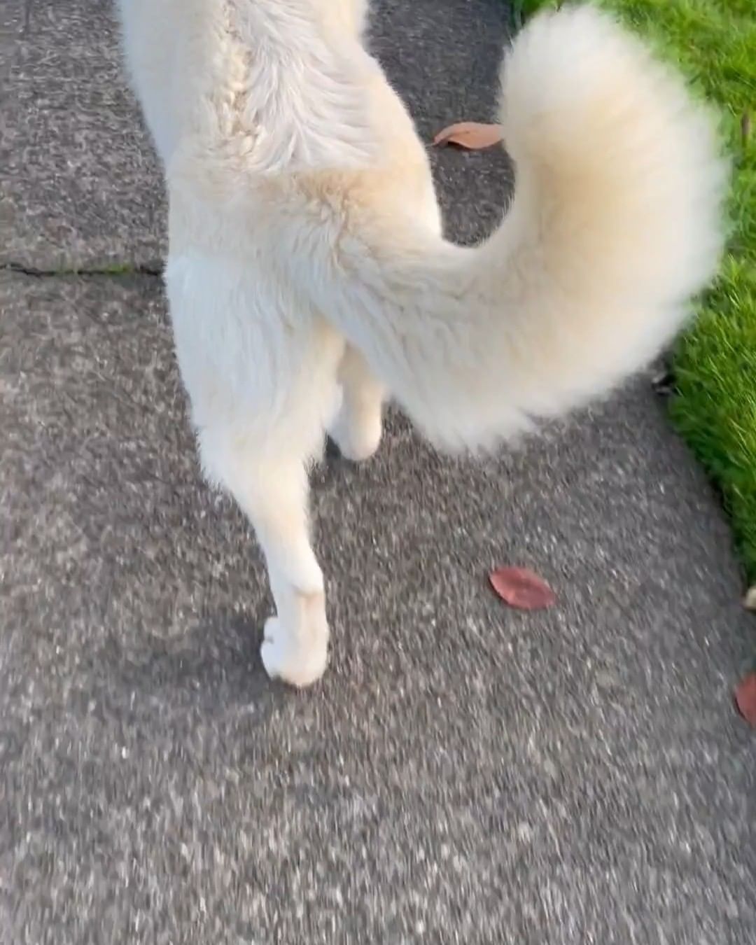 Sunday Buttday is here!

Peluza is doing her strut down the street! The proud mama loves the great outdoors, and her white coat really shines in the sun. She and her son Coco are the biggest sweethearts and are always rays of sunshine in PAWSGH. 🐶🐶🌞

Check out Peluza and Coco and fill out an adoption application today at: http://www.pawsgh.org/adoptablepets/

<a target='_blank' href='https://www.instagram.com/explore/tags/adoptdontshop/'>#adoptdontshop</a> <a target='_blank' href='https://www.instagram.com/explore/tags/makeadifference/'>#makeadifference</a> <a target='_blank' href='https://www.instagram.com/explore/tags/dogs/'>#dogs</a> <a target='_blank' href='https://www.instagram.com/explore/tags/dog/'>#dog</a> <a target='_blank' href='https://www.instagram.com/explore/tags/sheperd/'>#sheperd</a> <a target='_blank' href='https://www.instagram.com/explore/tags/retriever/'>#retriever</a> <a target='_blank' href='https://www.instagram.com/explore/tags/germanshepard/'>#germanshepard</a> <a target='_blank' href='https://www.instagram.com/explore/tags/dogsofinstagram/'>#dogsofinstagram</a> <a target='_blank' href='https://www.instagram.com/explore/tags/pawsghdogs/'>#pawsghdogs</a> <a target='_blank' href='https://www.instagram.com/explore/tags/pawsgh/'>#pawsgh</a> <a target='_blank' href='https://www.instagram.com/explore/tags/cute/'>#cute</a> <a target='_blank' href='https://www.instagram.com/explore/tags/cuteanimals/'>#cuteanimals</a> <a target='_blank' href='https://www.instagram.com/explore/tags/animalshelter/'>#animalshelter</a> <a target='_blank' href='https://www.instagram.com/explore/tags/petbuttday/'>#petbuttday</a> <a target='_blank' href='https://www.instagram.com/explore/tags/sunday/'>#sunday</a> <a target='_blank' href='https://www.instagram.com/explore/tags/funny/'>#funny</a> <a target='_blank' href='https://www.instagram.com/explore/tags/funnyanimals/'>#funnyanimals</a>