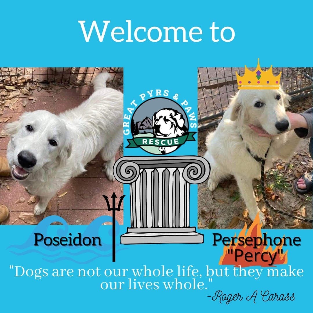 Welcome Poseidon🐾 and Persephone🐾. We got these adorable little nuggets earlier this week after they were dumped in Cleveland, TX 😡. They are only 6 months old. 

Poseidon🐶(M) is gentle and loving, already mastering the Pyr paw! Persephone🐶(F) (Percy for short) has a big personality and is sassy and sweet!! 

Please, please, if you can foster one of these babies🐶🐶, it would be wonderful to get them out of boarding. They are healthy and just need spay/neuter!

Current fosters, contact us if you can take one. If you would like to become a foster please fill out our volunteer application https://www.greatpyrsandpaws.org/forms/form?formid=5961

<a target='_blank' href='https://www.instagram.com/explore/tags/greatpyrsandpawsrescue/'>#greatpyrsandpawsrescue</a> 
<a target='_blank' href='https://www.instagram.com/explore/tags/greatpyrsandpaws/'>#greatpyrsandpaws</a> 
<a target='_blank' href='https://www.instagram.com/explore/tags/adoptapyr/'>#adoptapyr</a>. <a target='_blank' href='https://www.instagram.com/explore/tags/fosterapyr/'>#fosterapyr</a> 
<a target='_blank' href='https://www.instagram.com/explore/tags/adoptdontshop/'>#adoptdontshop</a> 
<a target='_blank' href='https://www.instagram.com/explore/tags/greatpyreneespuppy/'>#greatpyreneespuppy</a> 
<a target='_blank' href='https://www.instagram.com/explore/tags/greatpyreenes/'>#greatpyreenes</a>