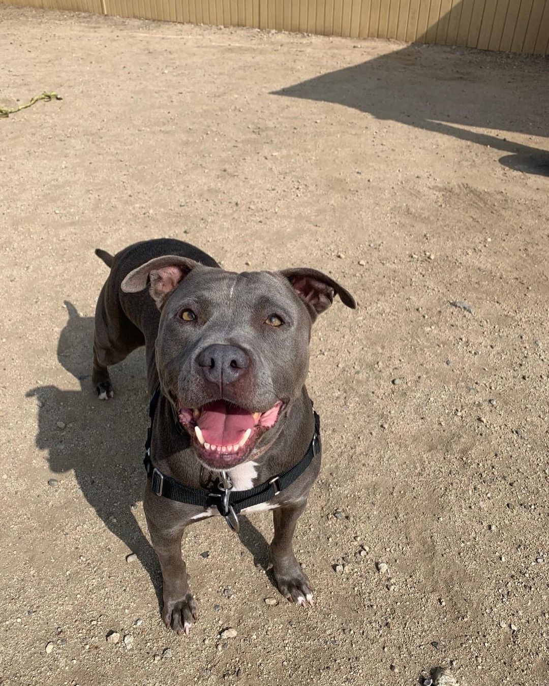 Staying home for Thanksgiving this year? Why not add a furry friend to your friendsgiving guest list?!?!
 
Meet our senior superhero🦸, Elastigirl. Like most superheroes Elastigirl is brave, lovable, and is really good at running and playing!
 
She is six years old and is such a pretty girl-  look at that face! 🥰She loves chin scratches, her treats, and will do a happy dance when she’s excited to play.🤍
 
We would love to see this supergirl in a foster or adoptive home. If you are interested in fostering over the holiday, click the link in our bio to fill put a foster survey, or send us a DM.

<a target='_blank' href='https://www.instagram.com/explore/tags/BestFriendsLA/'>#BestFriendsLA</a> <a target='_blank' href='https://www.instagram.com/explore/tags/BFLA/'>#BFLA</a> <a target='_blank' href='https://www.instagram.com/explore/tags/adoptaseniorpetmonth/'>#adoptaseniorpetmonth</a> <a target='_blank' href='https://www.instagram.com/explore/tags/myolddog/'>#myolddog</a> <a target='_blank' href='https://www.instagram.com/explore/tags/dogsofinstagram/'>#dogsofinstagram</a> <a target='_blank' href='https://www.instagram.com/explore/tags/seniorpetsofinstagram/'>#seniorpetsofinstagram</a> <a target='_blank' href='https://www.instagram.com/explore/tags/adopt/'>#adopt</a> <a target='_blank' href='https://www.instagram.com/explore/tags/foster/'>#foster</a> <a target='_blank' href='https://www.instagram.com/explore/tags/rescue/'>#rescue</a> <a target='_blank' href='https://www.instagram.com/explore/tags/superhero/'>#superhero</a> <a target='_blank' href='https://www.instagram.com/explore/tags/superdog/'>#superdog</a>