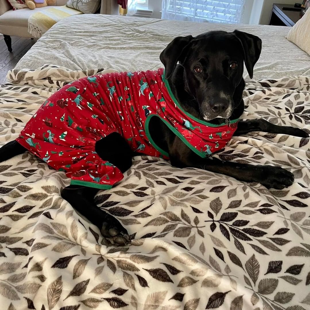 On a chilly morning, Carl likes to snuggle up in his Christmas Dinosaur PJ’s! 😬😂

If you're looking for a dog to snuggle with this holiday season and are within 250 miles of Lake Placid, NY, please visit our website: 
https://www.joshuafundrescue.org/adoptioninfo

❤️ The Joshua Fund Dog Rescue is a registered 501(c)(3) nonprofit organization. We are an all-volunteer organization and rely solely on donations to save dogs like this from high-kill shelters and put them in forever homes. Thank you for helping us save lives! ⁠❤️
-
-
-
<a target='_blank' href='https://www.instagram.com/explore/tags/joshuafunddogs/'>#joshuafunddogs</a> <a target='_blank' href='https://www.instagram.com/explore/tags/rescue/'>#rescue</a> <a target='_blank' href='https://www.instagram.com/explore/tags/rescuedogs/'>#rescuedogs</a> <a target='_blank' href='https://www.instagram.com/explore/tags/rescuedogsofinstagram/'>#rescuedogsofinstagram</a> <a target='_blank' href='https://www.instagram.com/explore/tags/rescuedisthebestbreed/'>#rescuedisthebestbreed</a> <a target='_blank' href='https://www.instagram.com/explore/tags/adoptdontshop/'>#adoptdontshop</a> <a target='_blank' href='https://www.instagram.com/explore/tags/dogsofinstagram/'>#dogsofinstagram</a> <a target='_blank' href='https://www.instagram.com/explore/tags/doglovers/'>#doglovers</a> <a target='_blank' href='https://www.instagram.com/explore/tags/adoptadog/'>#adoptadog</a> <a target='_blank' href='https://www.instagram.com/explore/tags/loveofdogs/'>#loveofdogs</a> <a target='_blank' href='https://www.instagram.com/explore/tags/nonprofit/'>#nonprofit</a> <a target='_blank' href='https://www.instagram.com/explore/tags/dogs/'>#dogs</a> <a target='_blank' href='https://www.instagram.com/explore/tags/shelterdog/'>#shelterdog</a> <a target='_blank' href='https://www.instagram.com/explore/tags/mansbestfriend/'>#mansbestfriend</a> <a target='_blank' href='https://www.instagram.com/explore/tags/petadoption/'>#petadoption</a> <a target='_blank' href='https://www.instagram.com/explore/tags/adoptme/'>#adoptme</a> <a target='_blank' href='https://www.instagram.com/explore/tags/dogoftheday/'>#dogoftheday</a> <a target='_blank' href='https://www.instagram.com/explore/tags/shelterdog/'>#shelterdog</a> <a target='_blank' href='https://www.instagram.com/explore/tags/rescuepetsofinstagram/'>#rescuepetsofinstagram</a> <a target='_blank' href='https://www.instagram.com/explore/tags/fosterdog/'>#fosterdog</a> <a target='_blank' href='https://www.instagram.com/explore/tags/fosterdogsofinstagram/'>#fosterdogsofinstagram</a> <a target='_blank' href='https://www.instagram.com/explore/tags/labsofinstagram/'>#labsofinstagram</a> <a target='_blank' href='https://www.instagram.com/explore/tags/labradorretriever/'>#labradorretriever</a>