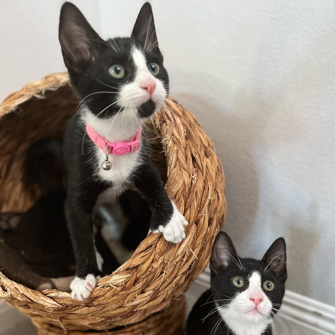 How can it be that we still have this perfect little polydactyl cutie?!?! Kiki is the total package!! Sweet, funny, fun, loving, confident and the cutest extra tosies ever!! 
Her and her brothers, Axel and Cinco would make the perfect addition to your home. She’s ready to enrich your life with unconditional love. ❤️
DM for an adoption questionnaire..
.
.
.
.
,
,
,
.
.
<a target='_blank' href='https://www.instagram.com/explore/tags/polydactylcat/'>#polydactylcat</a><a target='_blank' href='https://www.instagram.com/explore/tags/polykitty/'>#polykitty</a><a target='_blank' href='https://www.instagram.com/explore/tags/polydactylcatsofinstagram/'>#polydactylcatsofinstagram</a><a target='_blank' href='https://www.instagram.com/explore/tags/polydactylkitten/'>#polydactylkitten</a><a target='_blank' href='https://www.instagram.com/explore/tags/mookitten/'>#mookitten</a><a target='_blank' href='https://www.instagram.com/explore/tags/mookitty/'>#mookitty</a><a target='_blank' href='https://www.instagram.com/explore/tags/catlovers/'>#catlovers</a><a target='_blank' href='https://www.instagram.com/explore/tags/cutiepie/'>#cutiepie</a><a target='_blank' href='https://www.instagram.com/explore/tags/catadoptions/'>#catadoptions</a><a target='_blank' href='https://www.instagram.com/explore/tags/newportbeach/'>#newportbeach</a><a target='_blank' href='https://www.instagram.com/explore/tags/tuxedocats/'>#tuxedocats</a><a target='_blank' href='https://www.instagram.com/explore/tags/jellybeans/'>#jellybeans</a><a target='_blank' href='https://www.instagram.com/explore/tags/toebeans/'>#toebeans</a>🐾 <a target='_blank' href='https://www.instagram.com/explore/tags/prettytoes/'>#prettytoes</a><a target='_blank' href='https://www.instagram.com/explore/tags/fostercats/'>#fostercats</a><a target='_blank' href='https://www.instagram.com/explore/tags/fosterkitties/'>#fosterkitties</a><a target='_blank' href='https://www.instagram.com/explore/tags/kittens/'>#kittens</a><a target='_blank' href='https://www.instagram.com/explore/tags/meowdel/'>#meowdel</a><a target='_blank' href='https://www.instagram.com/explore/tags/instapurr/'>#instapurr</a>