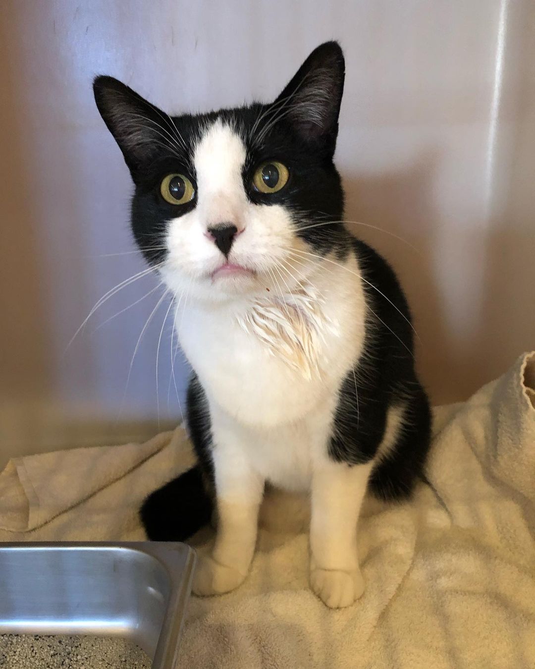 UPDATE: This cat has been reunited with his owner! Hooray!

FOUND CAT!
This neutered male cat was found near Dugger Park on the Arlington/Medford line. He has no microchip and is very friendly. Finder could not hold on to him so BTR is holding him for the moment. If this cat looks familiar please reach out to info@brokentailrescue.org
Thank you!