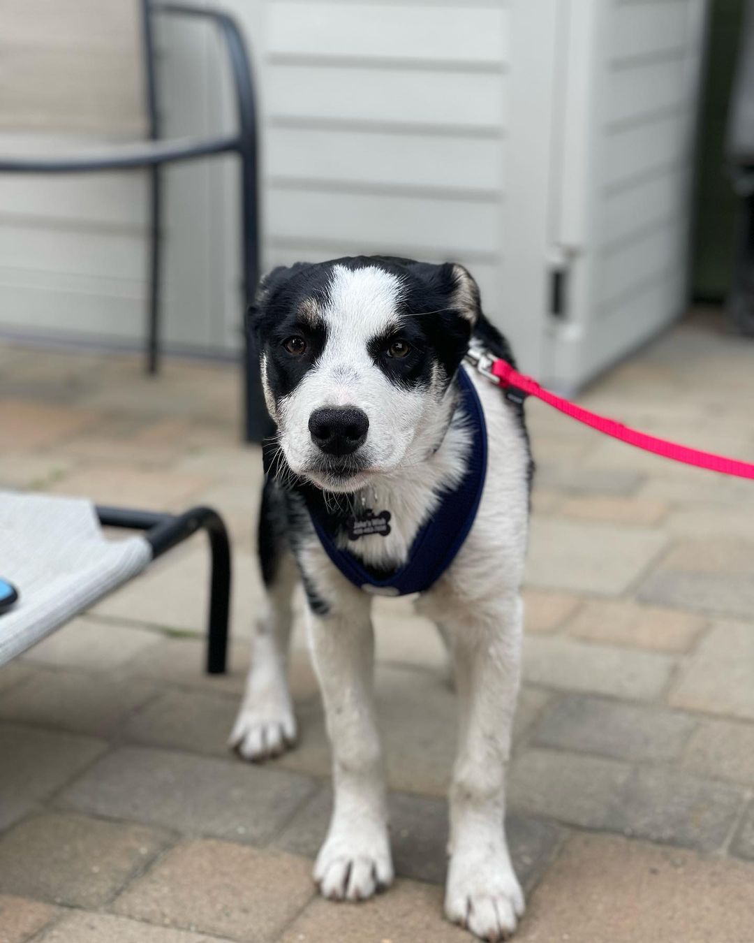 Meet Rocky Road! This 4 month old <a target='_blank' href='https://www.instagram.com/explore/tags/aussie/'>#aussie</a> <a target='_blank' href='https://www.instagram.com/explore/tags/shepherdmix/'>#shepherdmix</a> boy was in need of rescue when his family had an unexpected litter. They gave the other pups away but needed help with this guy. This sweet boy is pretty shut down and scared but we know the power of his amazing <a target='_blank' href='https://www.instagram.com/explore/tags/foster/'>#foster</a> family will have him good as new in no time. We expect Rocky Road to be in the 60 plus pound range as an adult. Welcome to the <a target='_blank' href='https://www.instagram.com/explore/tags/jakeswishfamily/'>#jakeswishfamily</a> sweet boy! We promise it’s all warm beds, full bowls of food and lots of kisses from now on. <a target='_blank' href='https://www.instagram.com/explore/tags/fosteringsaveslives/'>#fosteringsaveslives</a> <a target='_blank' href='https://www.instagram.com/explore/tags/jakeswishrescue/'>#jakeswishrescue</a> <a target='_blank' href='https://www.instagram.com/explore/tags/adoptdontshop/'>#adoptdontshop</a>