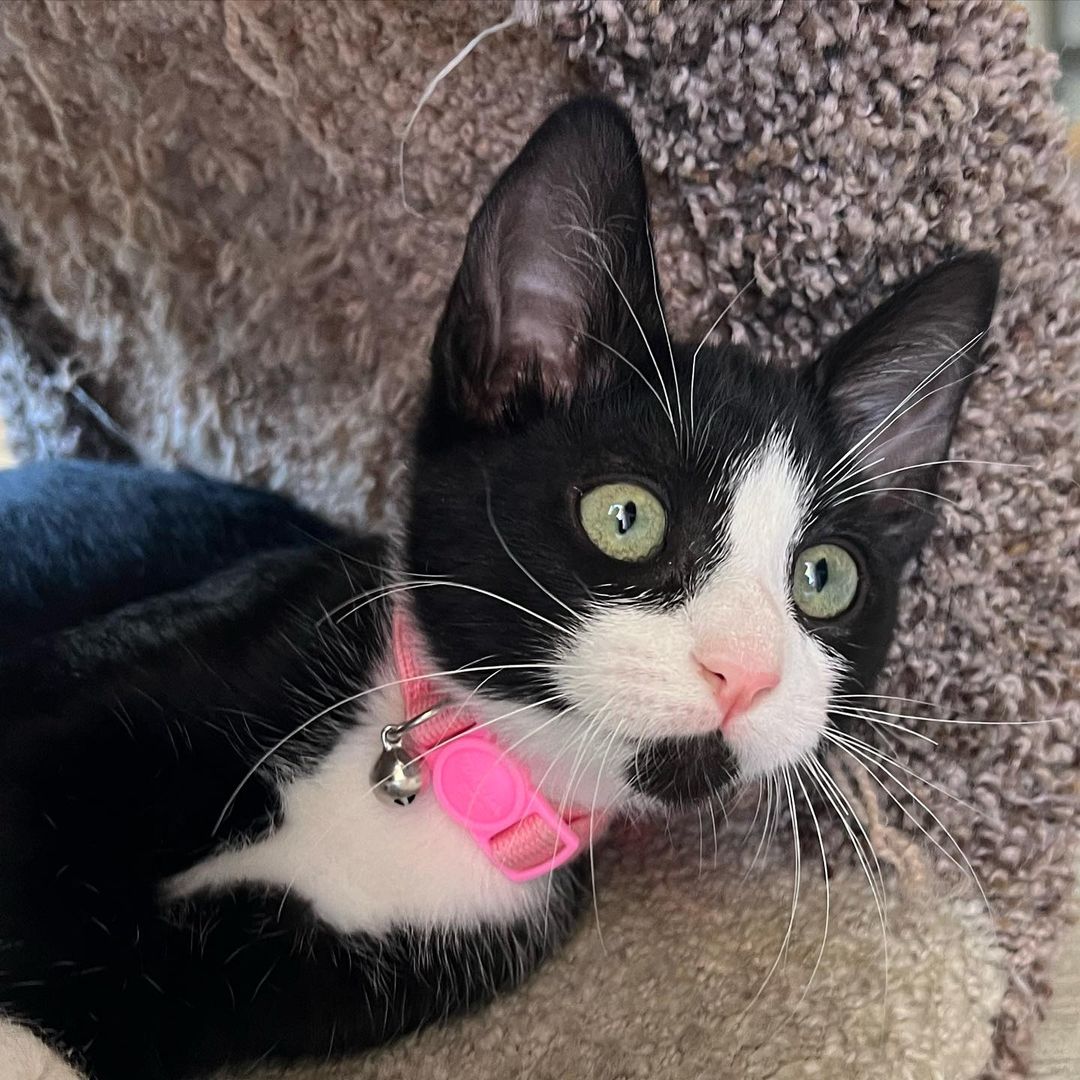 How can it be that we still have this perfect little polydactyl cutie?!?! Kiki is the total package!! Sweet, funny, fun, loving, confident and the cutest extra tosies ever!! 
Her and her brothers, Axel and Cinco would make the perfect addition to your home. She’s ready to enrich your life with unconditional love. ❤️
DM for an adoption questionnaire..
.
.
.
.
,
,
,
.
.
<a target='_blank' href='https://www.instagram.com/explore/tags/polydactylcat/'>#polydactylcat</a><a target='_blank' href='https://www.instagram.com/explore/tags/polykitty/'>#polykitty</a><a target='_blank' href='https://www.instagram.com/explore/tags/polydactylcatsofinstagram/'>#polydactylcatsofinstagram</a><a target='_blank' href='https://www.instagram.com/explore/tags/polydactylkitten/'>#polydactylkitten</a><a target='_blank' href='https://www.instagram.com/explore/tags/mookitten/'>#mookitten</a><a target='_blank' href='https://www.instagram.com/explore/tags/mookitty/'>#mookitty</a><a target='_blank' href='https://www.instagram.com/explore/tags/catlovers/'>#catlovers</a><a target='_blank' href='https://www.instagram.com/explore/tags/cutiepie/'>#cutiepie</a><a target='_blank' href='https://www.instagram.com/explore/tags/catadoptions/'>#catadoptions</a><a target='_blank' href='https://www.instagram.com/explore/tags/newportbeach/'>#newportbeach</a><a target='_blank' href='https://www.instagram.com/explore/tags/tuxedocats/'>#tuxedocats</a><a target='_blank' href='https://www.instagram.com/explore/tags/jellybeans/'>#jellybeans</a><a target='_blank' href='https://www.instagram.com/explore/tags/toebeans/'>#toebeans</a>🐾 <a target='_blank' href='https://www.instagram.com/explore/tags/prettytoes/'>#prettytoes</a><a target='_blank' href='https://www.instagram.com/explore/tags/fostercats/'>#fostercats</a><a target='_blank' href='https://www.instagram.com/explore/tags/fosterkitties/'>#fosterkitties</a><a target='_blank' href='https://www.instagram.com/explore/tags/kittens/'>#kittens</a><a target='_blank' href='https://www.instagram.com/explore/tags/meowdel/'>#meowdel</a><a target='_blank' href='https://www.instagram.com/explore/tags/instapurr/'>#instapurr</a>