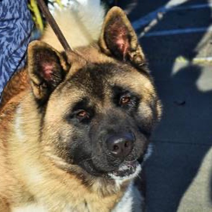 URGENT🚨Scared baby Akita boy needs foster or adopter in Sonoma County Animal services!!! This baby is under a year old and terrified, sweet as can be but needs a home that can show him there is more to this world than a scary shelter environment. 
Email: Edward.Kimball@sonoma-county.org

<a target='_blank' href='https://www.instagram.com/explore/tags/rescuedog/'>#rescuedog</a> <a target='_blank' href='https://www.instagram.com/explore/tags/rescuedogsrock/'>#rescuedogsrock</a> <a target='_blank' href='https://www.instagram.com/explore/tags/rescuedogsofinstagram/'>#rescuedogsofinstagram</a> <a target='_blank' href='https://www.instagram.com/explore/tags/adopt/'>#adopt</a> <a target='_blank' href='https://www.instagram.com/explore/tags/adoptdontshop/'>#adoptdontshop</a> <a target='_blank' href='https://www.instagram.com/explore/tags/adoption/'>#adoption</a> <a target='_blank' href='https://www.instagram.com/explore/tags/adoptables/'>#adoptables</a> <a target='_blank' href='https://www.instagram.com/explore/tags/adoptme/'>#adoptme</a> <a target='_blank' href='https://www.instagram.com/explore/tags/akitaranch/'>#akitaranch</a> <a target='_blank' href='https://www.instagram.com/explore/tags/happynewyear2021/'>#happynewyear2021</a> <a target='_blank' href='https://www.instagram.com/explore/tags/2021/'>#2021</a> <a target='_blank' href='https://www.instagram.com/explore/tags/love/'>#love</a> <a target='_blank' href='https://www.instagram.com/explore/tags/happy/'>#happy</a> <a target='_blank' href='https://www.instagram.com/explore/tags/hope/'>#hope</a> <a target='_blank' href='https://www.instagram.com/explore/tags/together/'>#together</a> <a target='_blank' href='https://www.instagram.com/explore/tags/savelives/'>#savelives</a> <a target='_blank' href='https://www.instagram.com/explore/tags/akitalover/'>#akitalover</a> <a target='_blank' href='https://www.instagram.com/explore/tags/newyear/'>#newyear</a> <a target='_blank' href='https://www.instagram.com/explore/tags/newhope/'>#newhope</a> <a target='_blank' href='https://www.instagram.com/explore/tags/newlove/'>#newlove</a> <a target='_blank' href='https://www.instagram.com/explore/tags/newrescue/'>#newrescue</a> <a target='_blank' href='https://www.instagram.com/explore/tags/work/'>#work</a> <a target='_blank' href='https://www.instagram.com/explore/tags/cute/'>#cute</a> <a target='_blank' href='https://www.instagram.com/explore/tags/grateful/'>#grateful</a> <a target='_blank' href='https://www.instagram.com/explore/tags/helpingothers/'>#helpingothers</a> <a target='_blank' href='https://www.instagram.com/explore/tags/helpanimals/'>#helpanimals</a> <a target='_blank' href='https://www.instagram.com/explore/tags/love/'>#love</a>