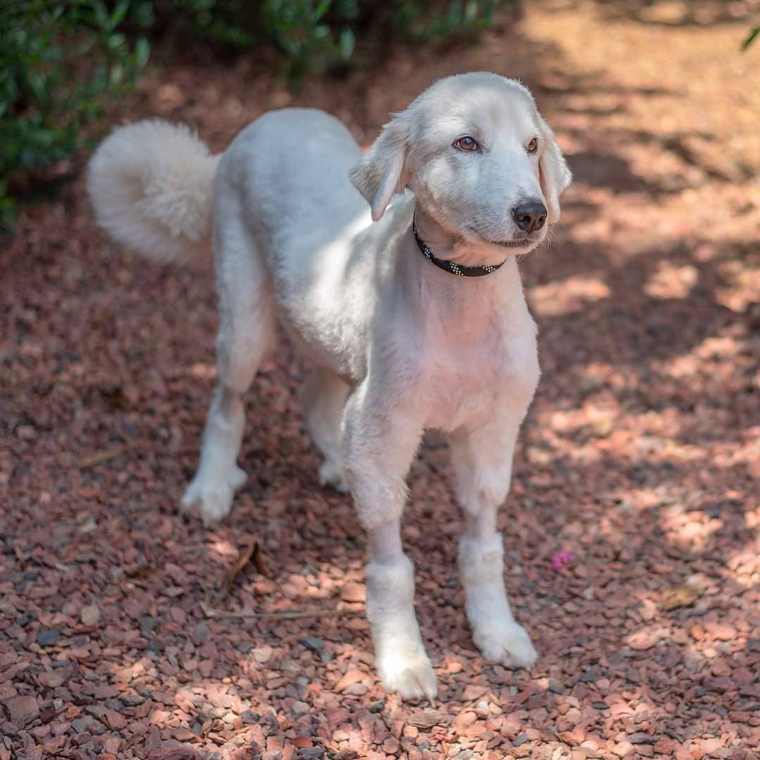 Sheila is a 3 yr old 45 lb female Great Pyrenees, spayed, microchipped, up-to-date on vaccines and recently treated for heartworms.  She was found stray and brought into our rescue in Mar 2021.  She tested positive for heartworms and was started on antibiotics and Advantage Multi but we soon realized she was very sick.  She was rushed to the ER where she was determined to be in caval syndrome.  Surgery was immediately performed to pull the heartworms out, one by one, as many as they possibly could, to relieve the pressure on her heart.  She is doing much better now and has actually completed immiticide treatment to eradicate the remaining heartworms.  She is 3 yrs old, 45 lbs., spayed, microchipped, and up-to-date on vaccines.  Sheila is sweet and lovable but is also dominant and will need to be the only female dog in the home and breed experience will be preferred.  Good vet history, a fenced yard and a live or virtual home visit will be required for approval.  Fostered by Leslie. Fee: $250.  Apply online:  http://secondchancedogrescuela.org/adopt-a-dog-2/adoption-application/. Photo credit:  Bridget Mayo.  Thank you for sharing this pet!  NOTE:  Due to the high volume of applications we receive as well as inquiries, messages and phone calls, we are unable to respond to every notification. If your application is approved, you should hear from us within a week.

📷 @bridgethmayo 

<a target='_blank' href='https://www.instagram.com/explore/tags/scdrla/'>#scdrla</a> <a target='_blank' href='https://www.instagram.com/explore/tags/adoptdontshop/'>#adoptdontshop</a> <a target='_blank' href='https://www.instagram.com/explore/tags/stopeuthanasia/'>#stopeuthanasia</a> <a target='_blank' href='https://www.instagram.com/explore/tags/rescuedogsofinstagram/'>#rescuedogsofinstagram</a> <a target='_blank' href='https://www.instagram.com/explore/tags/rescuerocks/'>#rescuerocks</a> <a target='_blank' href='https://www.instagram.com/explore/tags/rescuerehabrehome/'>#rescuerehabrehome</a> <a target='_blank' href='https://www.instagram.com/explore/tags/spayandneuteryourpets/'>#spayandneuteryourpets</a> <a target='_blank' href='https://www.instagram.com/explore/tags/unconditionallove/'>#unconditionallove</a> <a target='_blank' href='https://www.instagram.com/explore/tags/puppylove/'>#puppylove</a> <a target='_blank' href='https://www.instagram.com/explore/tags/fosteringsaveslives/'>#fosteringsaveslives</a> <a target='_blank' href='https://www.instagram.com/explore/tags/dogsofinstagram/'>#dogsofinstagram</a> <a target='_blank' href='https://www.instagram.com/explore/tags/goteamsecondchancebr/'>#goteamsecondchancebr</a>