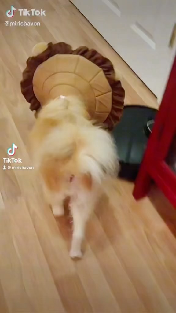 Adoptable Honey 🍯 got that floof <a target='_blank' href='https://www.instagram.com/explore/tags/MirisHaven/'>#MirisHaven</a> <a target='_blank' href='https://www.instagram.com/explore/tags/MirisHavenHoney/'>#MirisHavenHoney</a> <a target='_blank' href='https://www.instagram.com/explore/tags/RockvilleMD/'>#RockvilleMD</a>