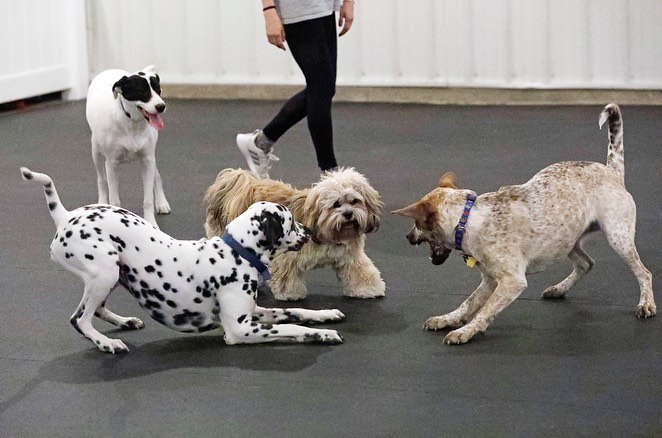 Did your puppy age out of the puppy social hour? Now we have an adult social hour for dogs up to 2 years old! An opportunity for your pup to play in a safe environment once a week with other dogs their age! 

Sign up today at unchainedmelodies.org