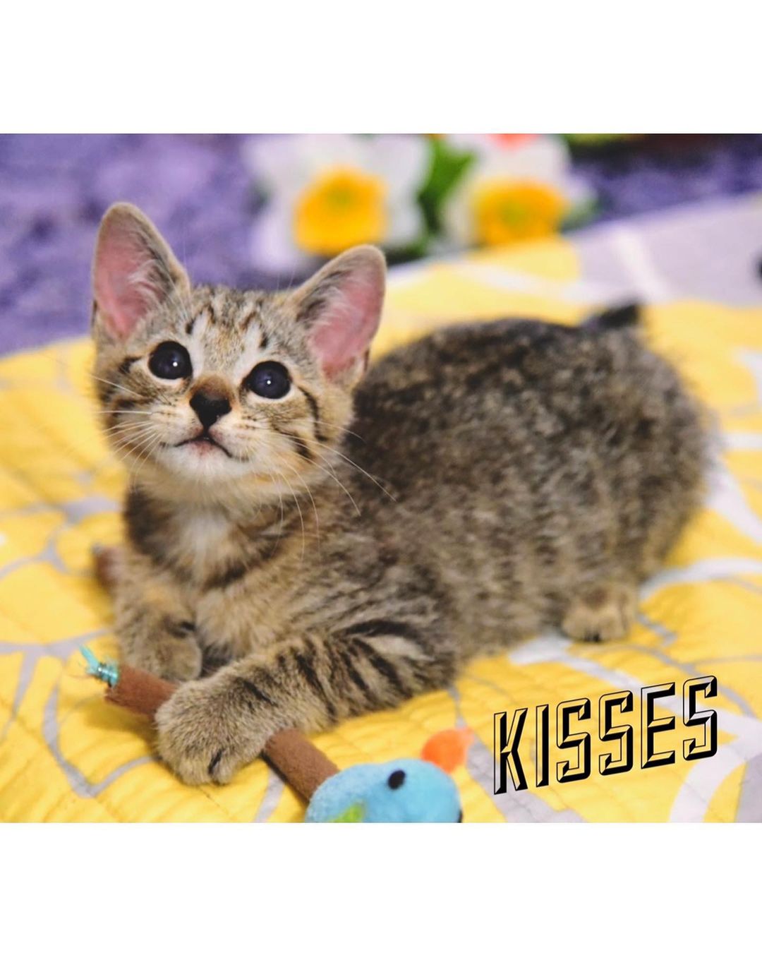 Our candy litter is officially available for adoption 🍭🍫 KitKat, M&M, and Kisses are just as sweet as their names suggest! They are healthy, social, and ready to come home with you! So what are you waiting for? Apply to adopt these sweeties today 😻