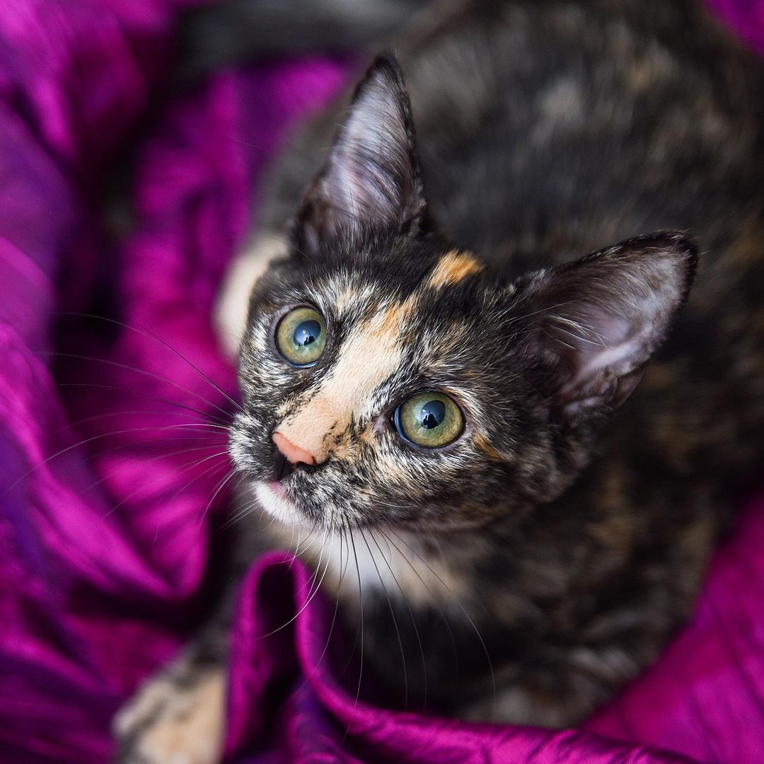 Happy <a target='_blank' href='https://www.instagram.com/explore/tags/Caturday/'>#Caturday</a>! Olive just got fixed, and is ready to find her new home. She is very sweet, and has a super-loud purr. <a target='_blank' href='https://www.instagram.com/explore/tags/catsofinstagram/'>#catsofinstagram</a> <a target='_blank' href='https://www.instagram.com/explore/tags/catstagram/'>#catstagram</a> <a target='_blank' href='https://www.instagram.com/explore/tags/kittensofinstagram/'>#kittensofinstagram</a> <a target='_blank' href='https://www.instagram.com/explore/tags/kitten/'>#kitten</a> <a target='_blank' href='https://www.instagram.com/explore/tags/kittenlove/'>#kittenlove</a> <a target='_blank' href='https://www.instagram.com/explore/tags/kitty/'>#kitty</a> <a target='_blank' href='https://www.instagram.com/explore/tags/kittenplay/'>#kittenplay</a> <a target='_blank' href='https://www.instagram.com/explore/tags/kittenlife/'>#kittenlife</a>