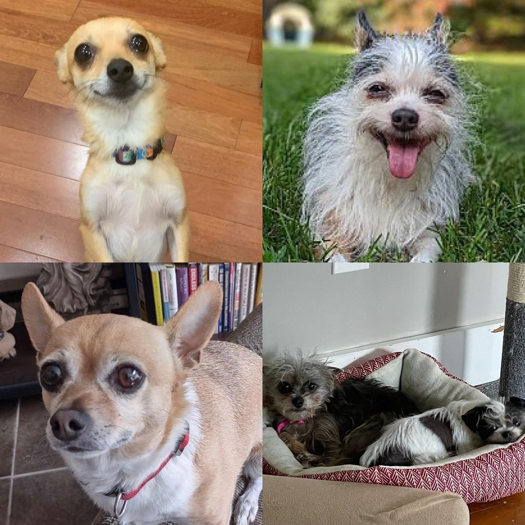 Who loves the littles? We do!!

BTR has several small dogs eager to find their fur-ever homes! 

Clockwise from top left: Christmas, Ferguson, Lucy and Angel, and Todd.

To learn more about these cuties and apply to adopt, visit our website: https://www.brokentailrescue.org/adoptable-dogs/