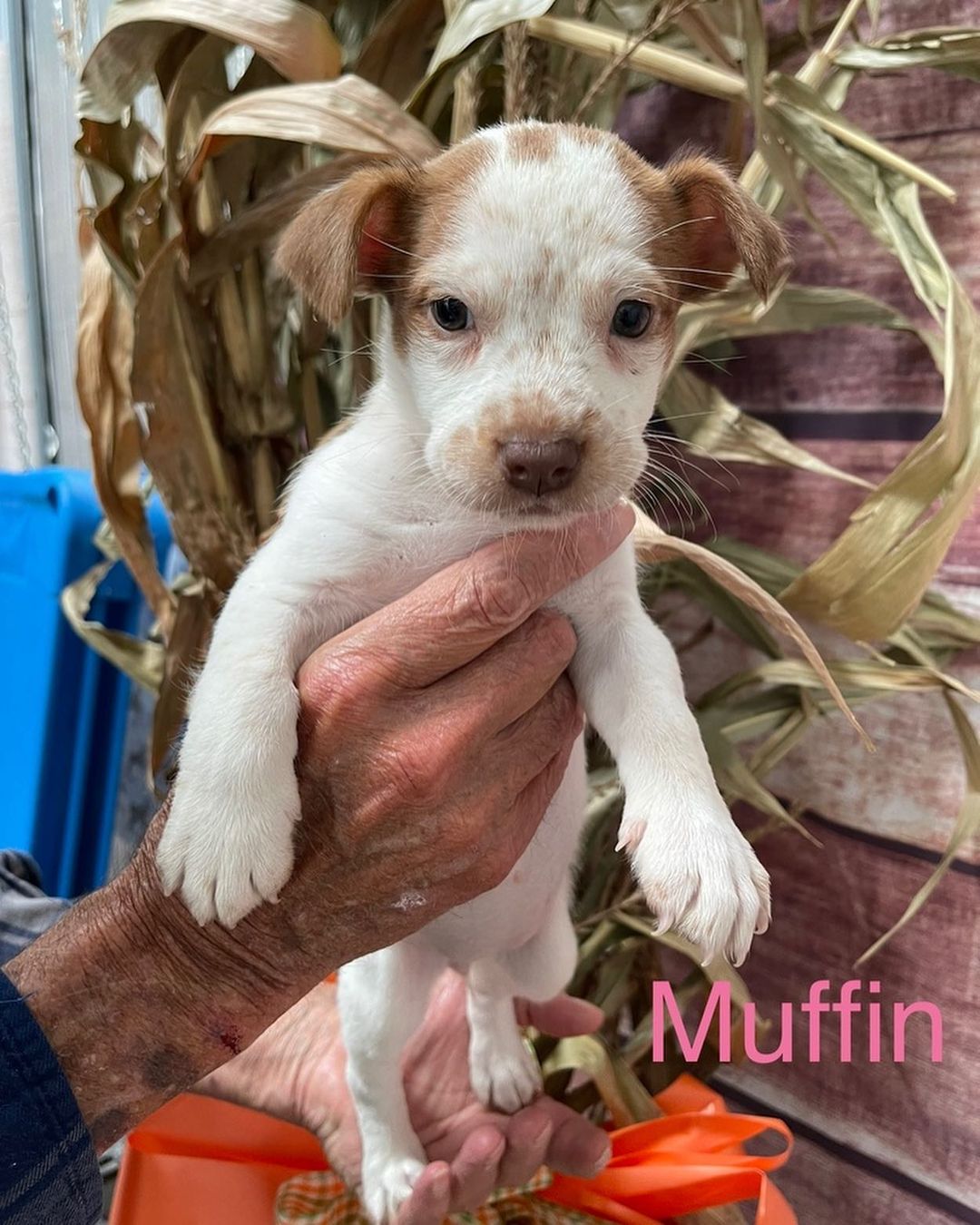 You know whats good no matter what time of day it is? BREAKFAST!

Who doesn’t like breakfast?! Well if you don’t like breakfast how about puppies named after breakfast food? These little pointer mixes are ready to find their forever homes! Waffles, Grits, Bacon and Muffin are 8 weeks old. They will be ready to go home in a week or so.

If you are interested in adopting or viewing our available dogs, please visit crossyourpaws.com. 

<a target='_blank' href='https://www.instagram.com/explore/tags/cyprescue/'>#cyprescue</a> <a target='_blank' href='https://www.instagram.com/explore/tags/crossyourpaws/'>#crossyourpaws</a> <a target='_blank' href='https://www.instagram.com/explore/tags/crossyourpawsrescue/'>#crossyourpawsrescue</a> <a target='_blank' href='https://www.instagram.com/explore/tags/rescue/'>#rescue</a>  <a target='_blank' href='https://www.instagram.com/explore/tags/muttsofinstagram/'>#muttsofinstagram</a> <a target='_blank' href='https://www.instagram.com/explore/tags/dogsofinstagram/'>#dogsofinstagram</a> <a target='_blank' href='https://www.instagram.com/explore/tags/dogsofinsta/'>#dogsofinsta</a> <a target='_blank' href='https://www.instagram.com/explore/tags/instadog/'>#instadog</a> <a target='_blank' href='https://www.instagram.com/explore/tags/instagramdogs/'>#instagramdogs</a> <a target='_blank' href='https://www.instagram.com/explore/tags/rescuedogsofinstagram/'>#rescuedogsofinstagram</a> <a target='_blank' href='https://www.instagram.com/explore/tags/adoptdontshop/'>#adoptdontshop</a> <a target='_blank' href='https://www.instagram.com/explore/tags/dogsofpittsburgh/'>#dogsofpittsburgh</a> <a target='_blank' href='https://www.instagram.com/explore/tags/pittsburghdogs/'>#pittsburghdogs</a> <a target='_blank' href='https://www.instagram.com/explore/tags/rescuedog/'>#rescuedog</a> <a target='_blank' href='https://www.instagram.com/explore/tags/spayandneuter/'>#spayandneuter</a> <a target='_blank' href='https://www.instagram.com/explore/tags/fosteringsaveslives/'>#fosteringsaveslives</a> <a target='_blank' href='https://www.instagram.com/explore/tags/rescuedismyfavoritebreed/'>#rescuedismyfavoritebreed</a> <a target='_blank' href='https://www.instagram.com/explore/tags/breakfast/'>#breakfast</a> <a target='_blank' href='https://www.instagram.com/explore/tags/breakfastofchampions/'>#breakfastofchampions</a> <a target='_blank' href='https://www.instagram.com/explore/tags/baconmakeseverythingbetter/'>#baconmakeseverythingbetter</a> <a target='_blank' href='https://www.instagram.com/explore/tags/waffles/'>#waffles</a> <a target='_blank' href='https://www.instagram.com/explore/tags/bacon/'>#bacon</a> <a target='_blank' href='https://www.instagram.com/explore/tags/grits/'>#grits</a> <a target='_blank' href='https://www.instagram.com/explore/tags/muffin/'>#muffin</a> <a target='_blank' href='https://www.instagram.com/explore/tags/breakfastclub/'>#breakfastclub</a> <a target='_blank' href='https://www.instagram.com/explore/tags/puppiesofinstagram/'>#puppiesofinstagram</a> <a target='_blank' href='https://www.instagram.com/explore/tags/puppiesofinsta/'>#puppiesofinsta</a> <a target='_blank' href='https://www.instagram.com/explore/tags/puppiesofig/'>#puppiesofig</a> <a target='_blank' href='https://www.instagram.com/explore/tags/puppies/'>#puppies</a>