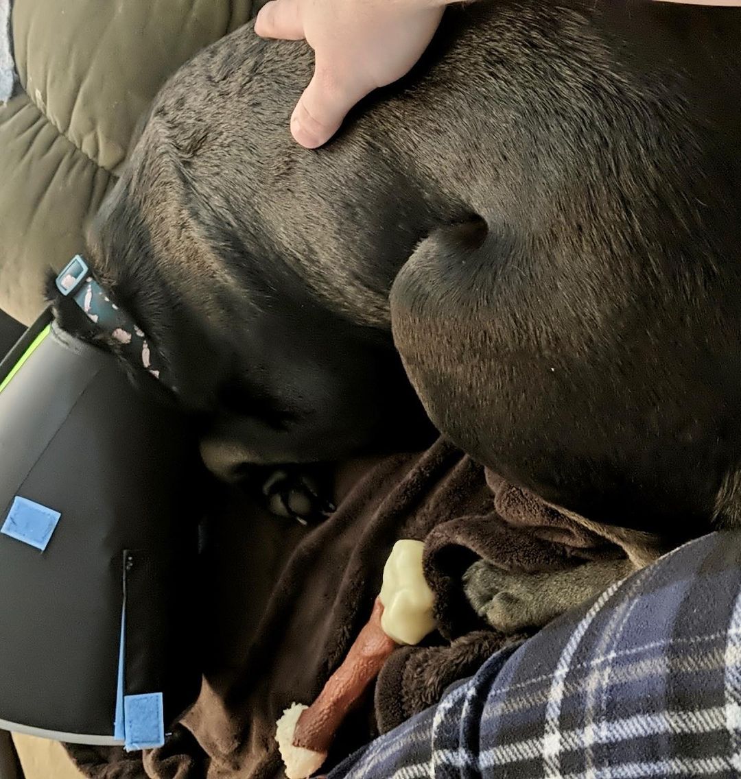 I hope the families will comment and put more pictures to identify which S puppy, new name, and mama because some look exactly like her