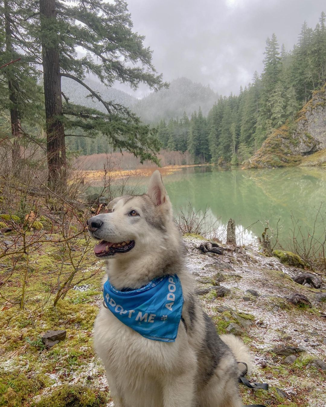 Are you looking for an adorable hiking partner? Look no further! 
Haku is ready to hike and is an old pro at heart. He went on his first big hike yesterday 4.8 miles/450 feet gain up to green water lake and did great! He was energized throughout the hike, but not pulling or being over excited. He’s very athletic and easily able to jump over logs and other obstacles on the trail. He and his hiking partner saw one other person and he barely noticed them and just kept going, no other dog sightings. I think he absolutely loved hiking and could gradually go a little further.

Haku seemed very caring of his hiking partner and was constantly turning around to “check on her” during the hike and get pets.  He loves his cuddles and loves the sweet talk. He is going to make a perfect companion!

Haku is ready for his furever home, if you are interested in adopting him, please visit our website via the link in our bio and complete an online adoption form.

**WAMAL only adopts to WA and OR residents**
•
•
•
<a target='_blank' href='https://www.instagram.com/explore/tags/pnwmalamuterescue/'>#pnwmalamuterescue</a> <a target='_blank' href='https://www.instagram.com/explore/tags/pnwdogs/'>#pnwdogs</a> <a target='_blank' href='https://www.instagram.com/explore/tags/seattledogs/'>#seattledogs</a> <a target='_blank' href='https://www.instagram.com/explore/tags/spokanedogs/'>#spokanedogs</a> <a target='_blank' href='https://www.instagram.com/explore/tags/portlanddogs/'>#portlanddogs</a> <a target='_blank' href='https://www.instagram.com/explore/tags/seattlemalamute/'>#seattlemalamute</a> <a target='_blank' href='https://www.instagram.com/explore/tags/malamuterescue/'>#malamuterescue</a> <a target='_blank' href='https://www.instagram.com/explore/tags/malamutelife/'>#malamutelife</a> <a target='_blank' href='https://www.instagram.com/explore/tags/malamutesofinstagram/'>#malamutesofinstagram</a>