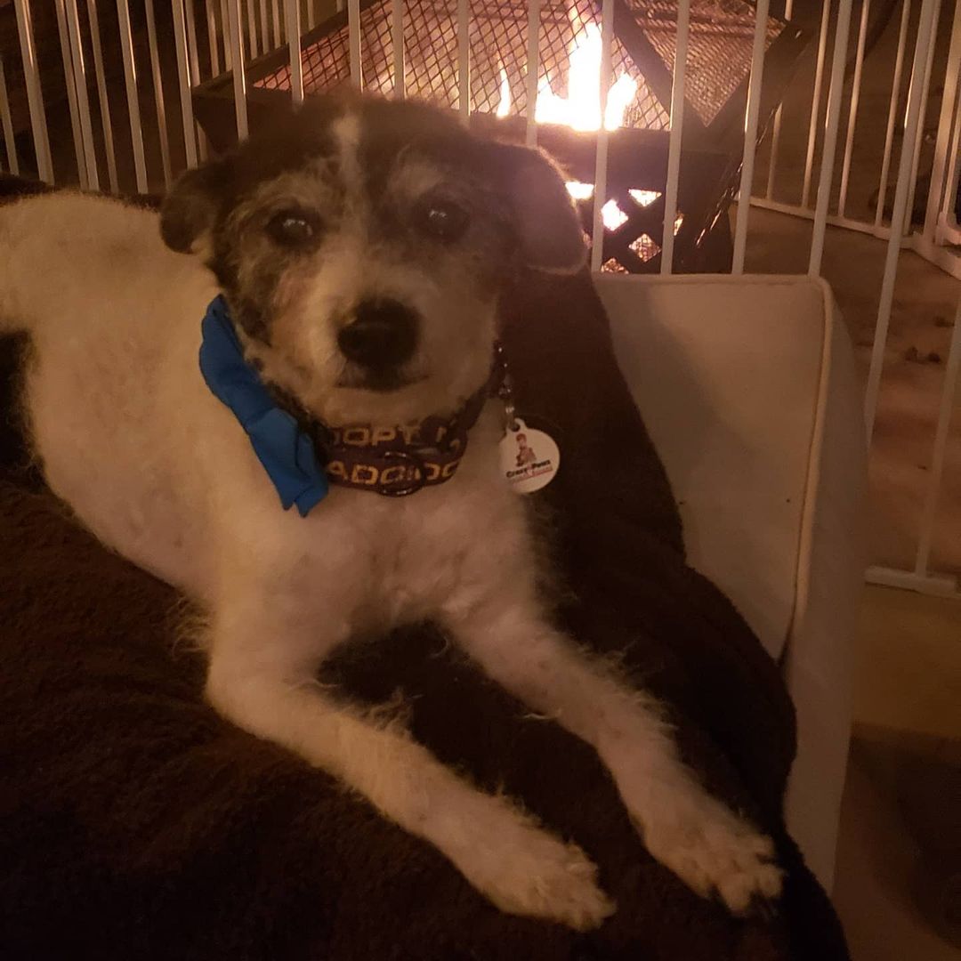 Little Tymmie enjoying a beautiful Saturday night 🌙 next to the doggie proof fire 🔥 pit. This guys is just the best! Sweet, loving, independent, potty trained, loves his walks and eats like a champ. He loves to sit on your lap and get scratches and then will chill out in the top of the couch.

Tymmie is about 26lbs, 11 yr old, good with other dogs, kids, lived with a cat 🐈 in his previous home and potty trained. Perfect dog for any family.

https://crazy4pawz.org/interest-form
**Month of November 2021, Stella & Chewy's will reimburse you the adoption fee since he is a senior.

 Check it out 👇
https://www.stellaandchewys.com/