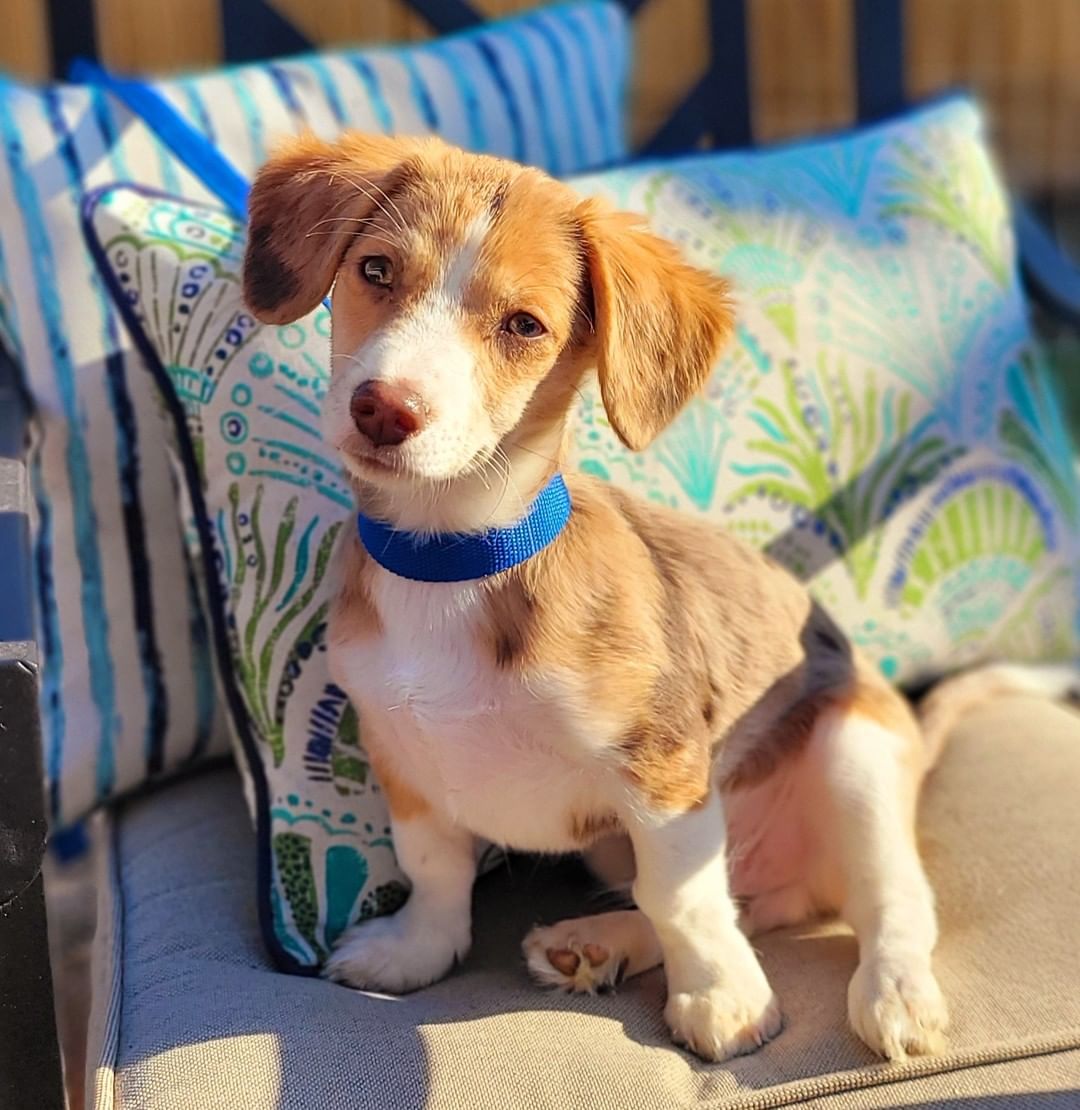 NEW TO THE CREW! 

Meet GRAHAM aka HAMMY!! 

3MO Male Doxy Aussie mix

https://bluetails.org/adoption-application