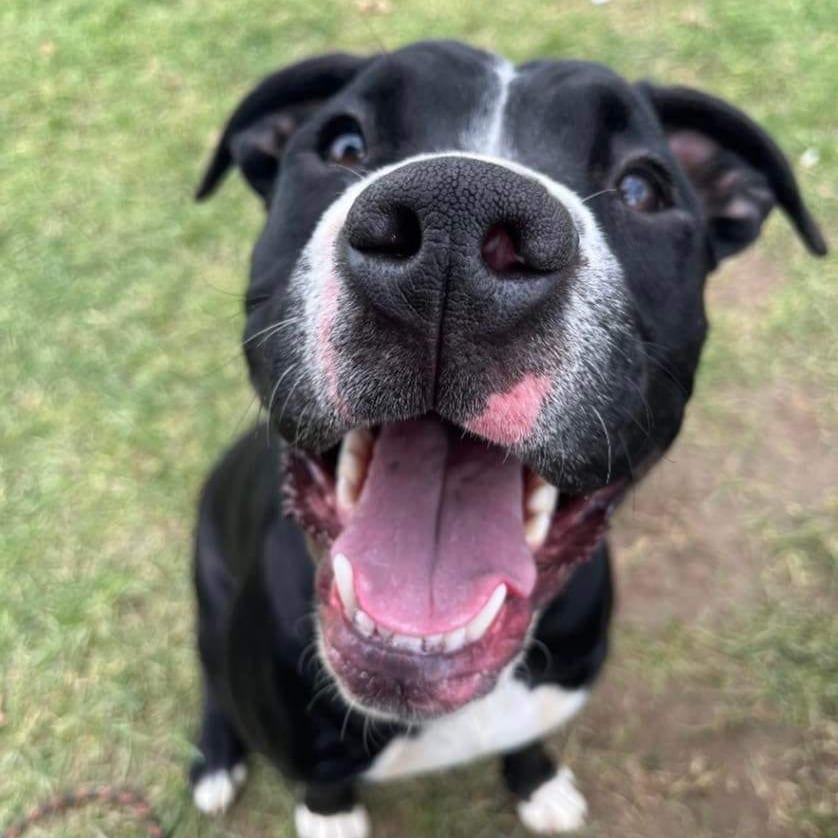 Let me introduce JJ! He's a two and a half year old Pit Bull Terrier and he's good to go on vaccinations & preventives, including his microchip and his neuter is covered by his adoption fee! JJ is super sweet and full of life, he can't wait to be in a home and out of the shelter! 🖤

Come give JJ some love or call the ladies at the front desk for more information! 740-314-5583 🐶