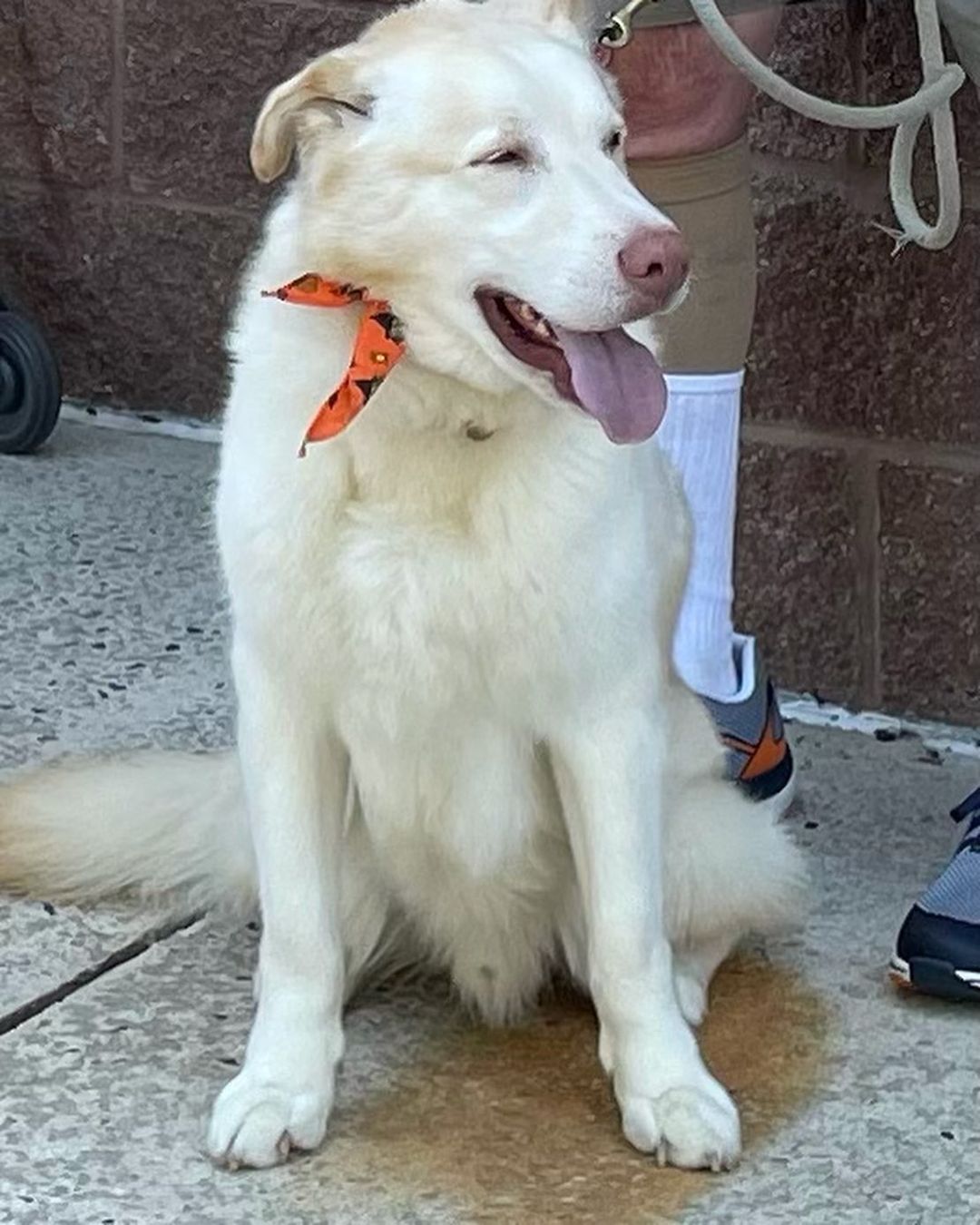 NO EVENT this weekend-check out our website to see all available and consider adopting a senior, give them the best years of their life as they give the same back to you. www.lovemuttsrescue.org where are you will see all available, links to adopt, to Foster. We are trying to get new puppies, One mama and puppies out of the shelter where they may not be welcome after the weekend to stay