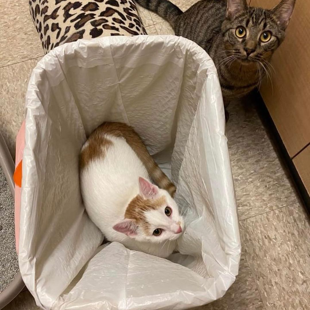 Mr. Sunshine was in rare form today at our adoption center.  He was determined to make sure no hidden goodies were inside the trash can. 😹
After lots of romping & playing, he likes to chill for a moment & recharge. 
If you are interested in adding this spunky fella into your home, you can complete an online application, which is on our website at: 
www.apa-pets.org.  Please be sure to complete all required fields, so it will successfully submit.  Upon approval, we will schedule a private one-on-one visit with you.
❤️🐾😻

<a target='_blank' href='https://www.instagram.com/explore/tags/adoptionsaveslives/'>#adoptionsaveslives</a> <a target='_blank' href='https://www.instagram.com/explore/tags/startastoryadopt/'>#startastoryadopt</a> <a target='_blank' href='https://www.instagram.com/explore/tags/adoptdontshop/'>#adoptdontshop</a> <a target='_blank' href='https://www.instagram.com/explore/tags/adoptables/'>#adoptables</a> <a target='_blank' href='https://www.instagram.com/explore/tags/adoptanadultcat/'>#adoptanadultcat</a> <a target='_blank' href='https://www.instagram.com/explore/tags/rescuecatsofig/'>#rescuecatsofig</a> <a target='_blank' href='https://www.instagram.com/explore/tags/rescuecat/'>#rescuecat</a> <a target='_blank' href='https://www.instagram.com/explore/tags/rescuecatsrock/'>#rescuecatsrock</a> <a target='_blank' href='https://www.instagram.com/explore/tags/rescuecats/'>#rescuecats</a> <a target='_blank' href='https://www.instagram.com/explore/tags/rescuecatsofinstagram/'>#rescuecatsofinstagram</a><a target='_blank' href='https://www.instagram.com/explore/tags/rescuecatsarethebest/'>#rescuecatsarethebest</a> <a target='_blank' href='https://www.instagram.com/explore/tags/rescuecatsrule/'>#rescuecatsrule</a> <a target='_blank' href='https://www.instagram.com/explore/tags/sheltercatsofinstagram/'>#sheltercatsofinstagram</a> <a target='_blank' href='https://www.instagram.com/explore/tags/sheltercatsrule/'>#sheltercatsrule</a> <a target='_blank' href='https://www.instagram.com/explore/tags/sheltercatsrock/'>#sheltercatsrock</a> <a target='_blank' href='https://www.instagram.com/explore/tags/sheltercats/'>#sheltercats</a> <a target='_blank' href='https://www.instagram.com/explore/tags/sheltercatsarethebest/'>#sheltercatsarethebest</a> <a target='_blank' href='https://www.instagram.com/explore/tags/jeffersonvilleindiana/'>#jeffersonvilleindiana</a> <a target='_blank' href='https://www.instagram.com/explore/tags/jeffersonville/'>#jeffersonville</a> <a target='_blank' href='https://www.instagram.com/explore/tags/southernindiana/'>#southernindiana</a>