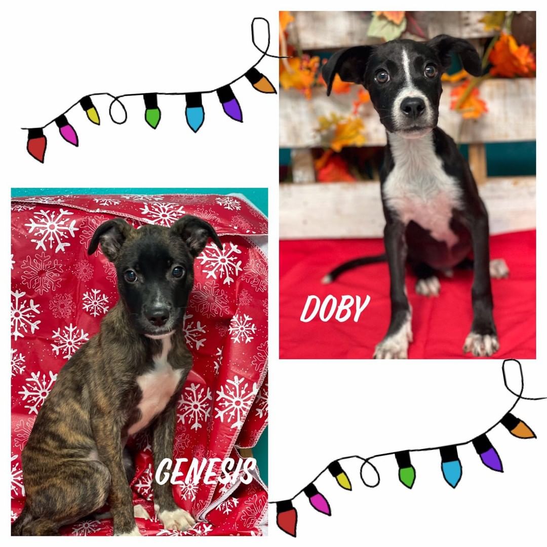 Doby and Genesis along with many of their friends will be attending the Festival of Lights tomorrow in Lake Jackson!  Both are available for adoption and hoping to have homes before the holidays!