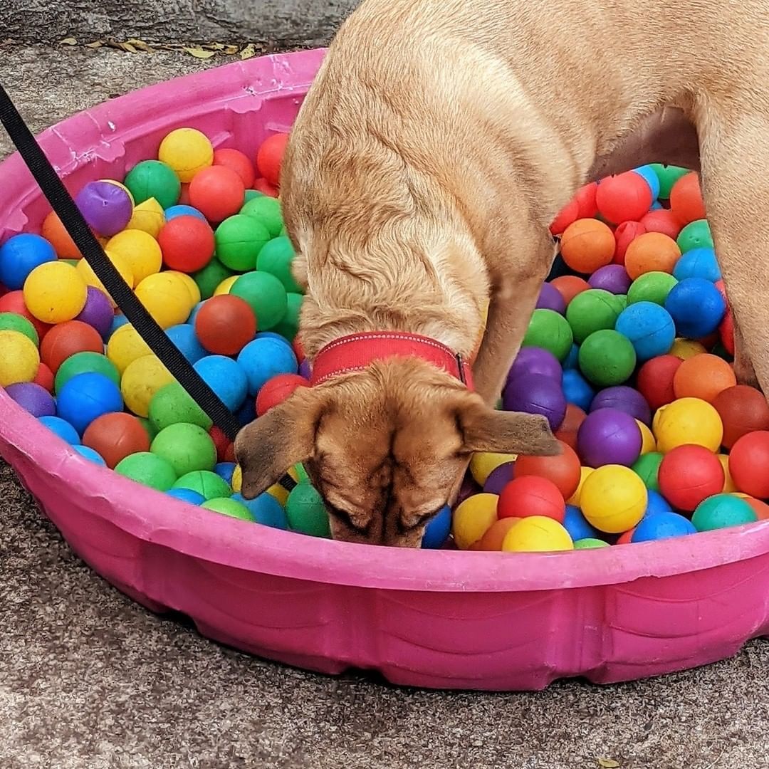 NOURRIR SON CHIEN DANS UN BOL, C’EST DU PASSÉ! 😳🐕
L’un des conseils que les spécialistes en comportement canin donnent souvent peut paraître étonnant : « Remisez la gamelle de Fido et faites travailler votre chien pour qu'il obtienne son repas! » 

En adoptant cette simple habitude, les familles qui se sentent dépassées par le trop-plein d’énergie de leur animal lui donneront une belle occasion de canaliser son énergie. 

En effet, les chiens d’aujourd’hui se nourrissent dans un plat d’enrichissement, un bol ralentisseur, un jouet de type Kong, une balle distributrice, un tapis de fouille, ou encore un contenant maison composé de vieux emballages de cartons et de papiers chiffonnés.

Les chiens de tous âges ont besoin d’activités pour s’épanouir. Profitez du moment tant attendu du repas pour le stimuler. On estime que 15 minutes de stimulation mentale équivalent à environ 1 h de marche pour les chiens!

Pour découvrir plus de trucs et conseils au sujet de la stimulation mentale chez le chien, consultez notre site Web au lien dans la bio. 

📷 Voyez ici Bandit, Bella et Céleste qui profitent de leurs repas dans différents jouets d'enrichissement à la SPCA de Montréal.

//
FEEDING YOUR DOG IN A BOWL IS A THING OF THE PAST! 
Dog behaviourists frequently suggest a surprising change: “Put Fido’s bowl away and make your dog work for their meal!”

Indeed, families often find it difficult to channel their dog’s seemingly boundless energy, but there is a simple solution. Today’s dogs can eat from an enrichment dish, a slow feeder, a kong type toy, a ball feeder, a digging mat, or a homemade container made of old cardboard and crumpled paper, and gain much-needed mental stimulation.

Dogs of all ages need activity to thrive. Make the most of much-awaited mealtimes to add some excitement to the day! For dogs, just 15 minutes of mental stimulation is equivalent to about 1 hour of walking!

For more tips and advice on mental stimulation for dogs, visit our website at the link in bio.

📷 Here, you can see Bandit, Bella and Céleste at the Montréal SPCA, enjoying their meals in enrichment toys.